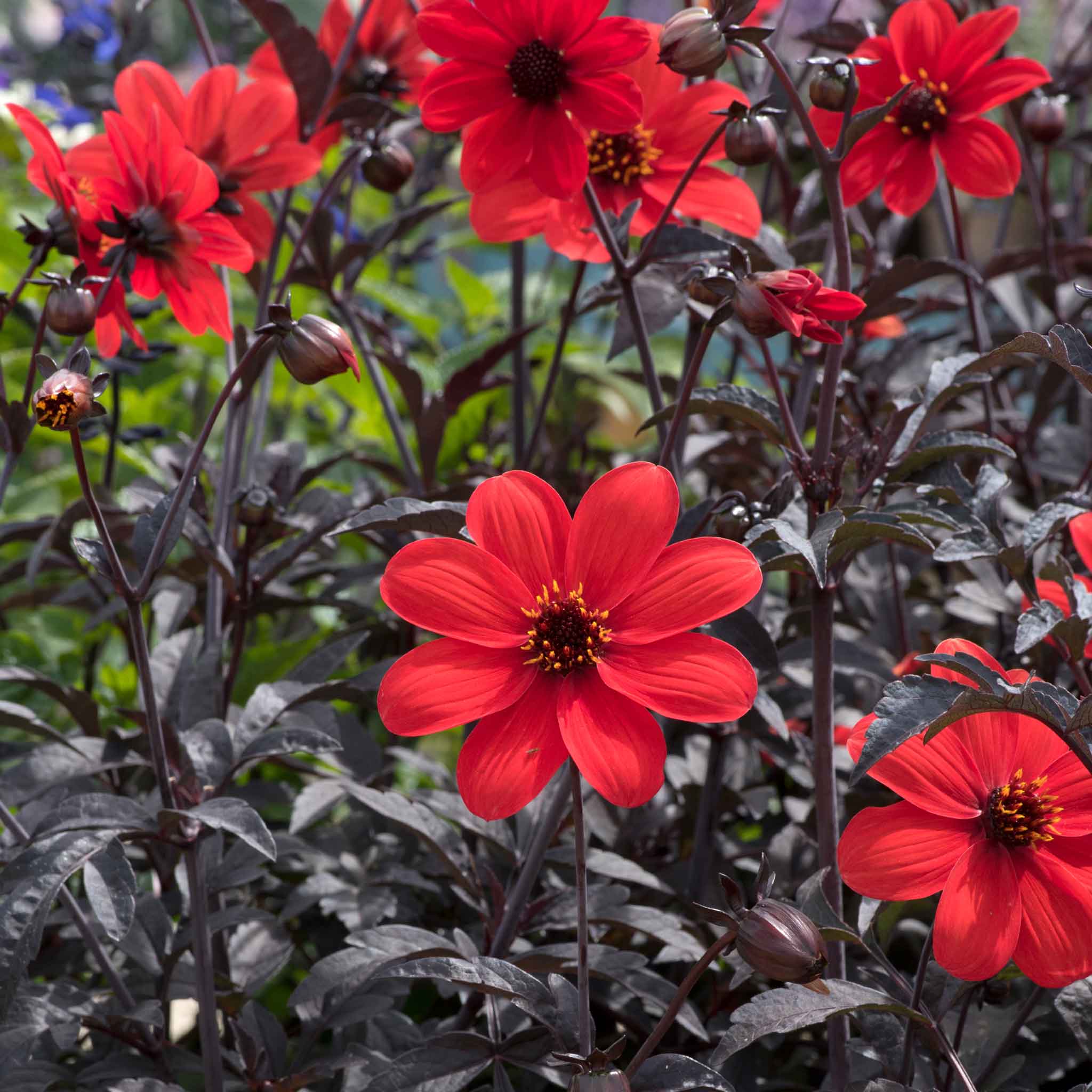 Dahlia 'Mystic Enchantment' - Image 3