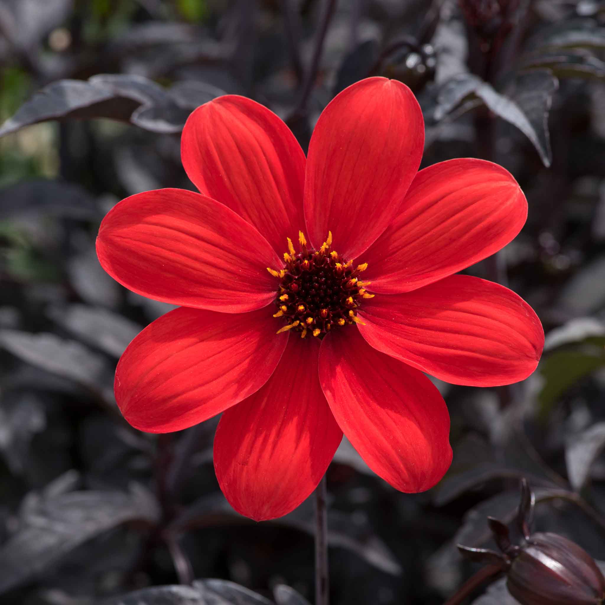 Dahlia 'Mystic Enchantment'