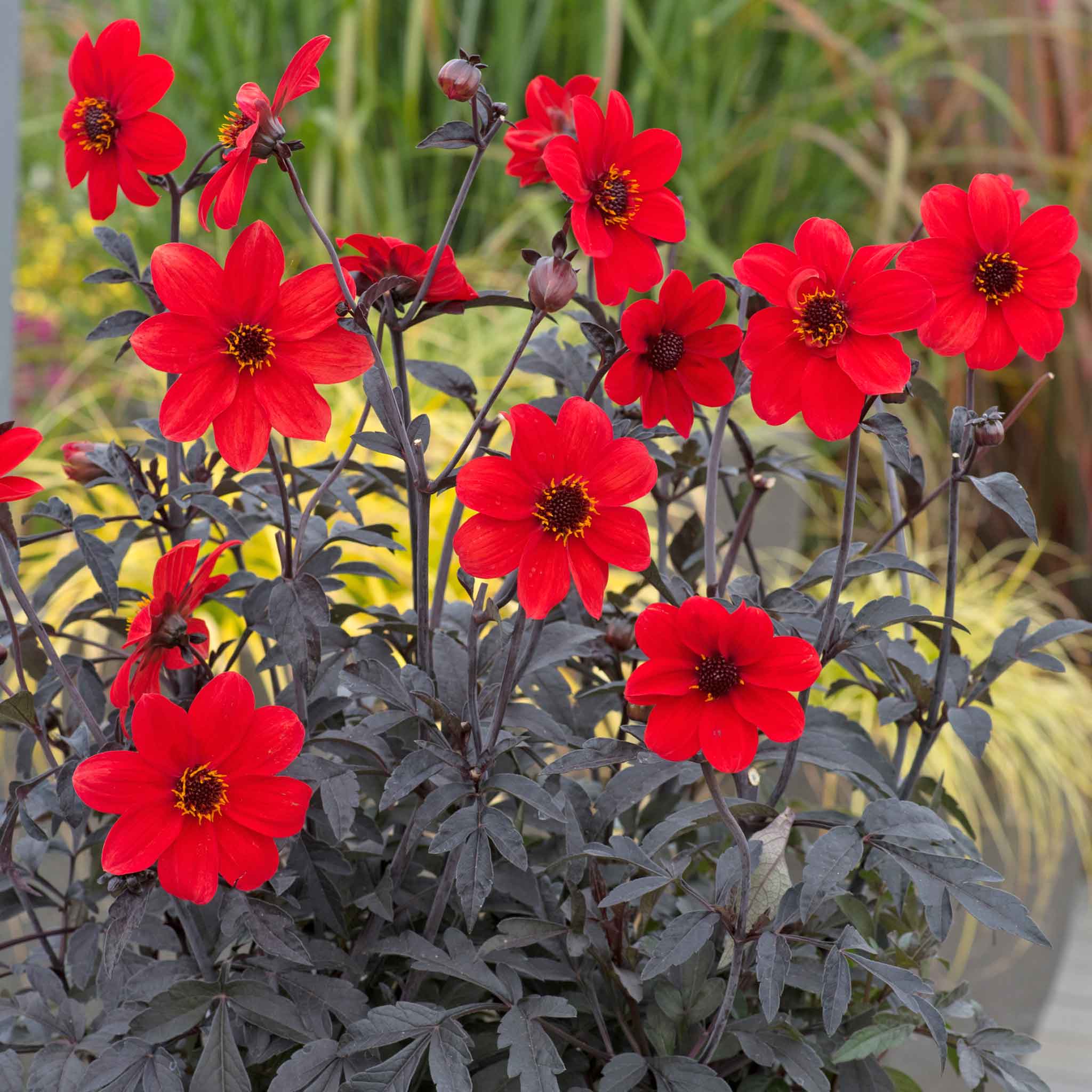 Dahlia 'Mystic Enchantment' - Image 4