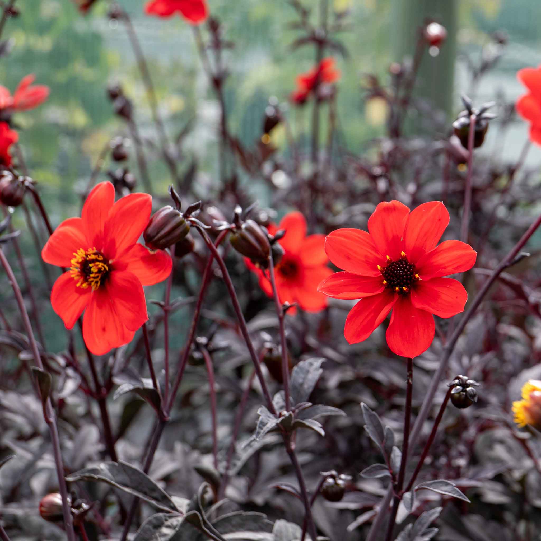 Dahlia 'Mystic Enchantment' - Image 6