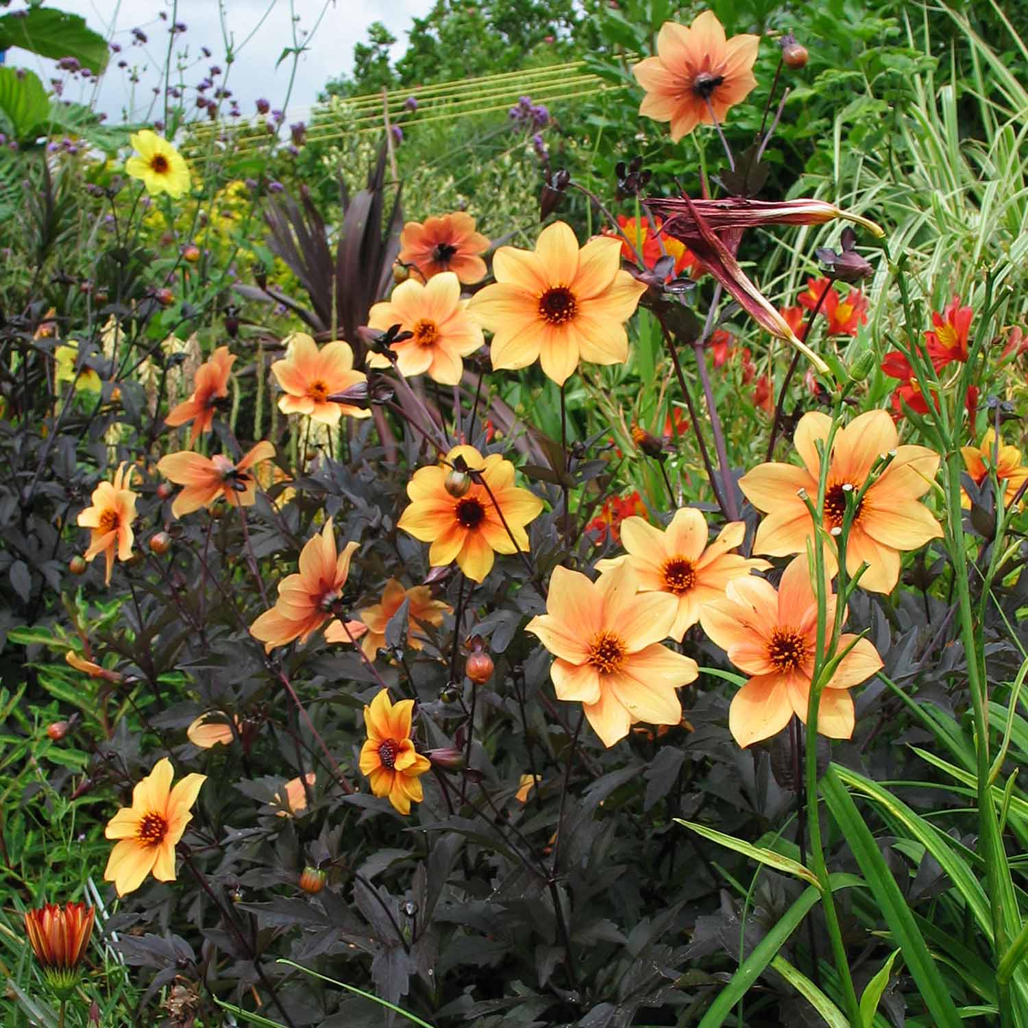 Dahlia 'Mystic Spirit'