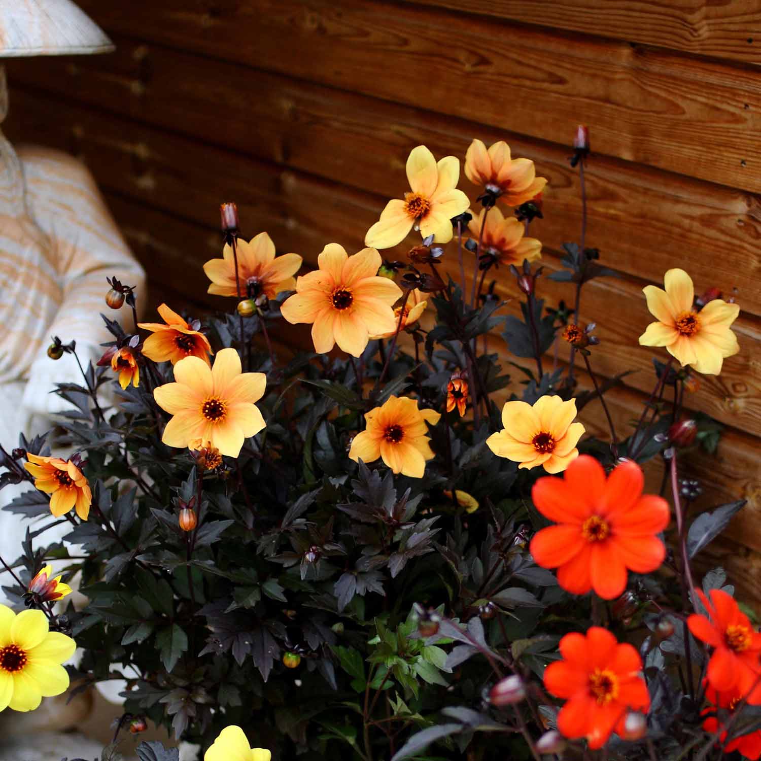 Dahlia 'Mystic Spirit' - Image 5