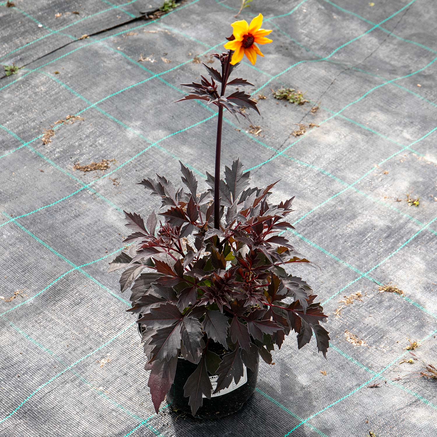 Dahlia 'Mystic Spirit' - Image 6