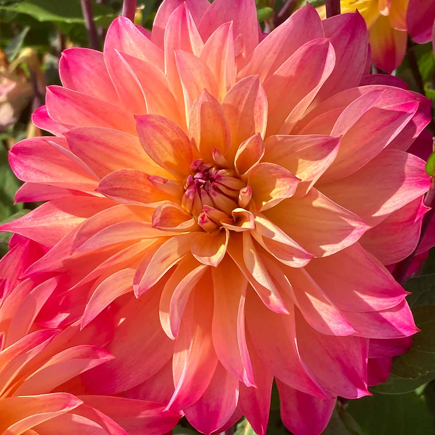 Dahlia 'Prinzessa' - Image 3
