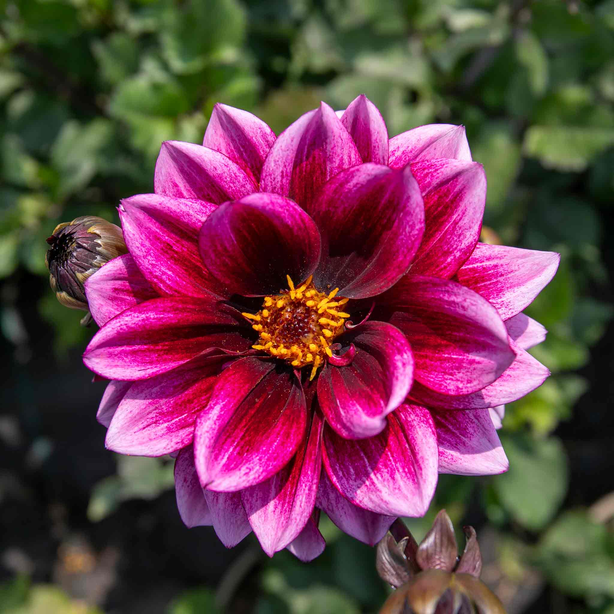 Dahlia 'Davina Michelle' - Image 8