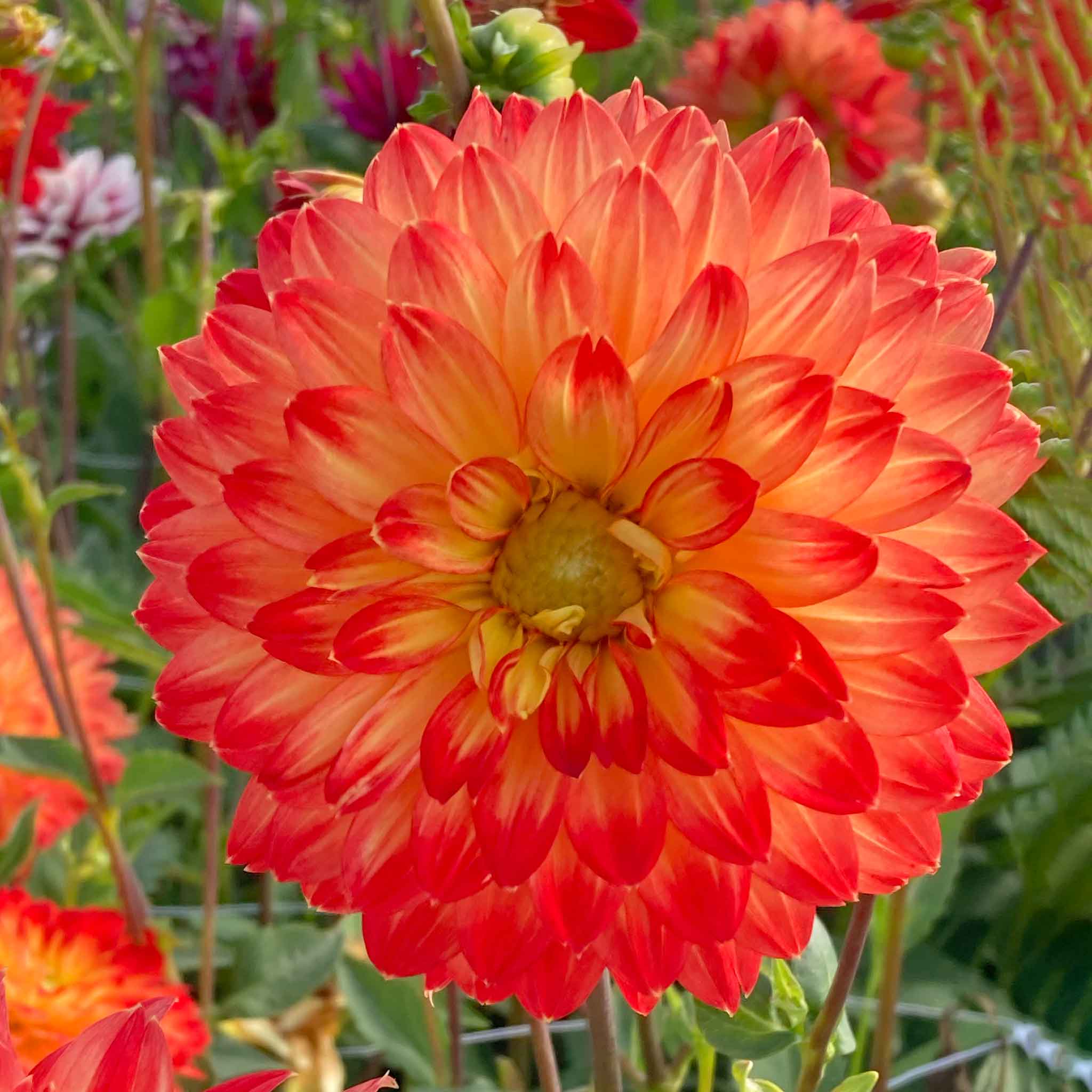 Dahlia Tuber 'Procyon' - Image 4