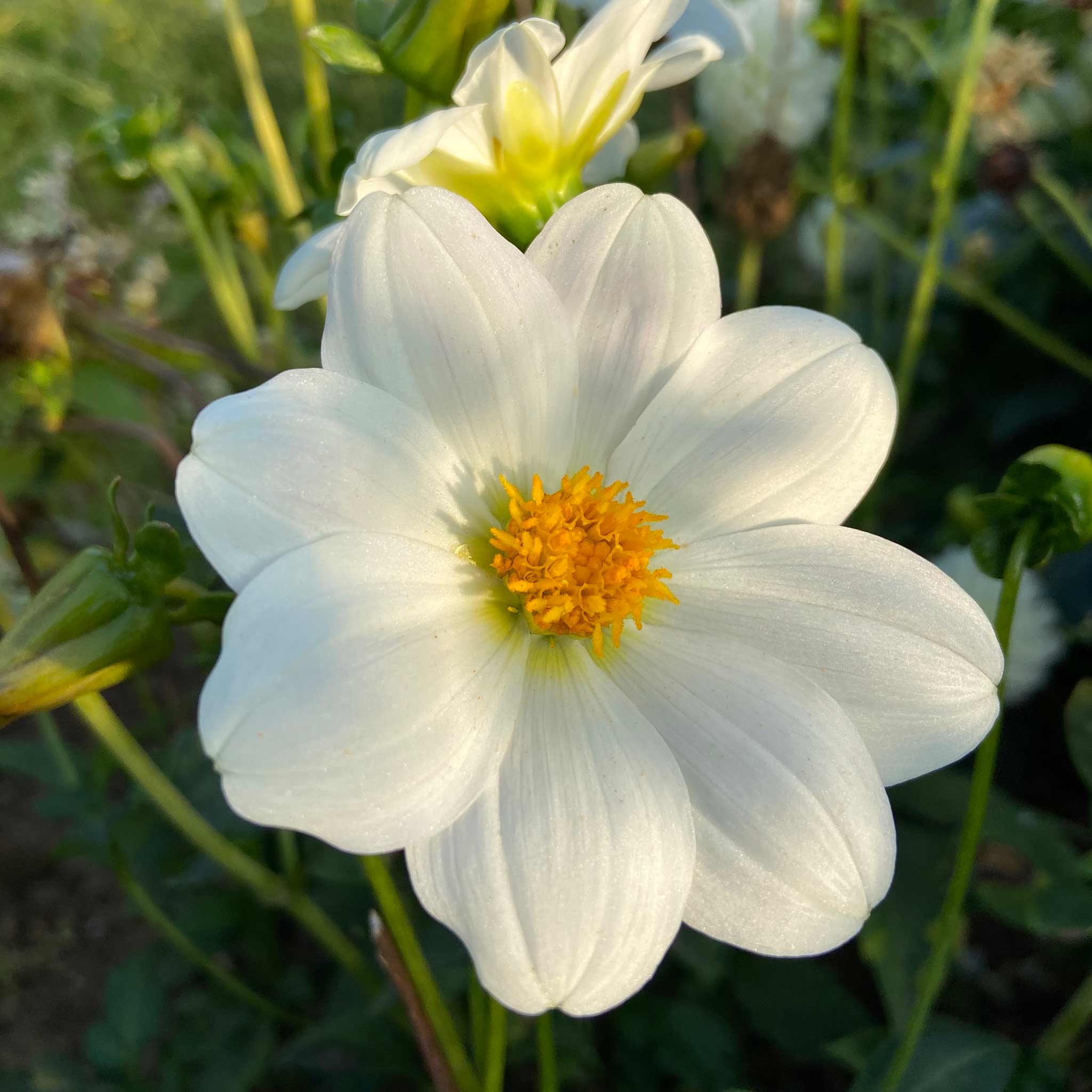 Dahlia Tuber 'Sneezy' - Image 3