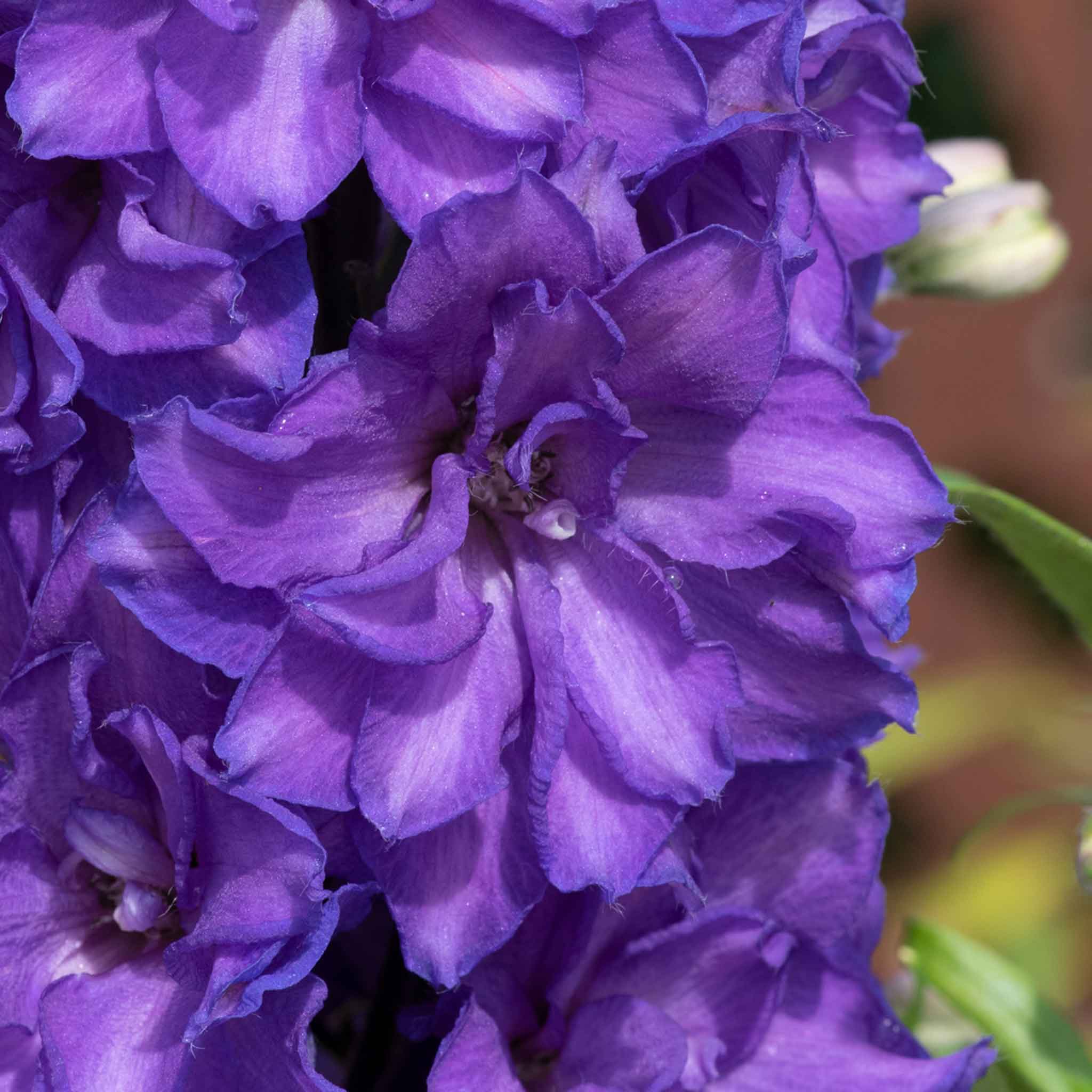 Delphinium 'Delgenius Breezin' - Image 3