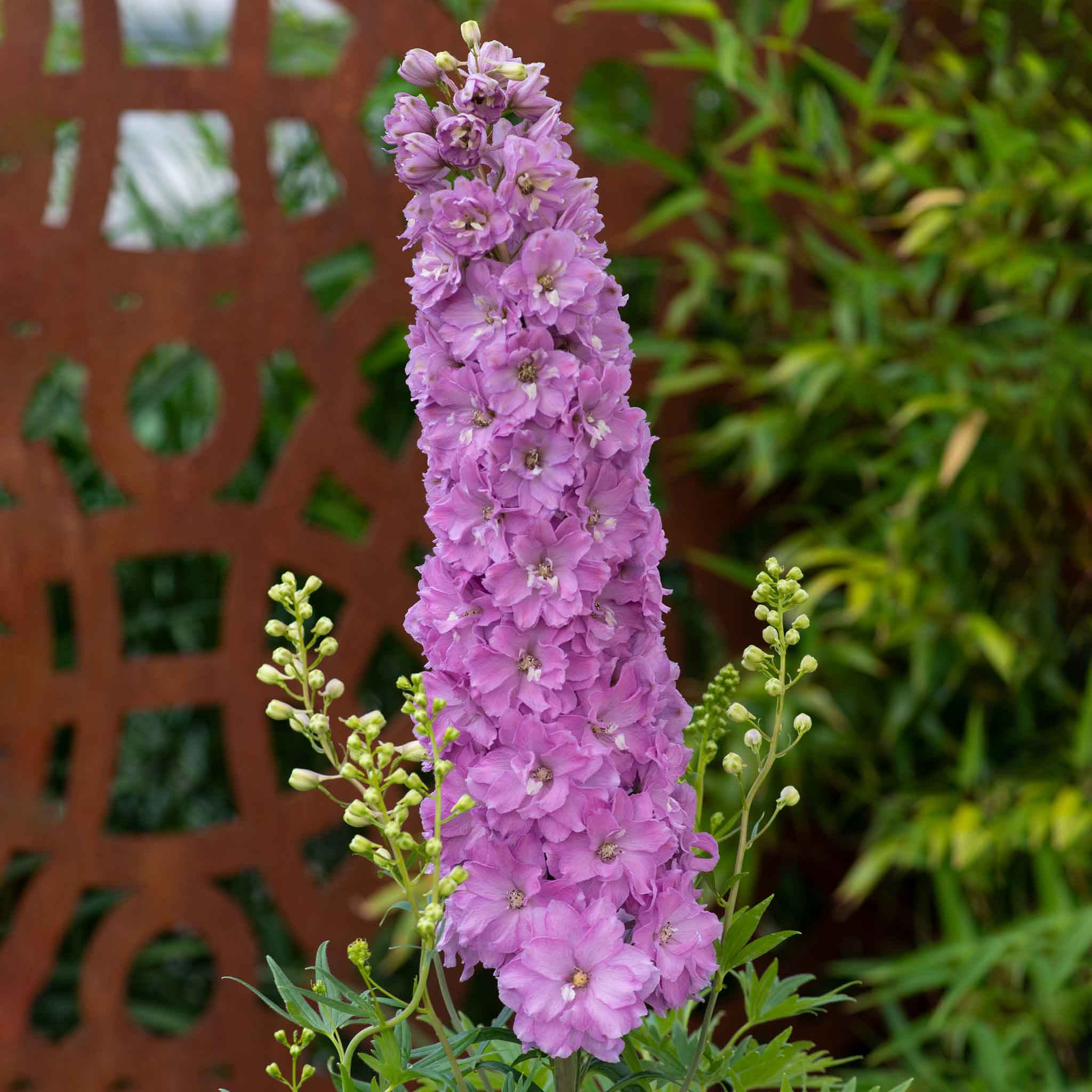 Delphinium 'Delgenius Juliette' - Image 6