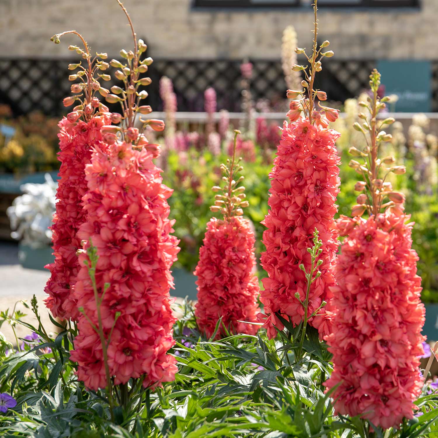 Delphinium Plant 'Red Lark' - Image 6