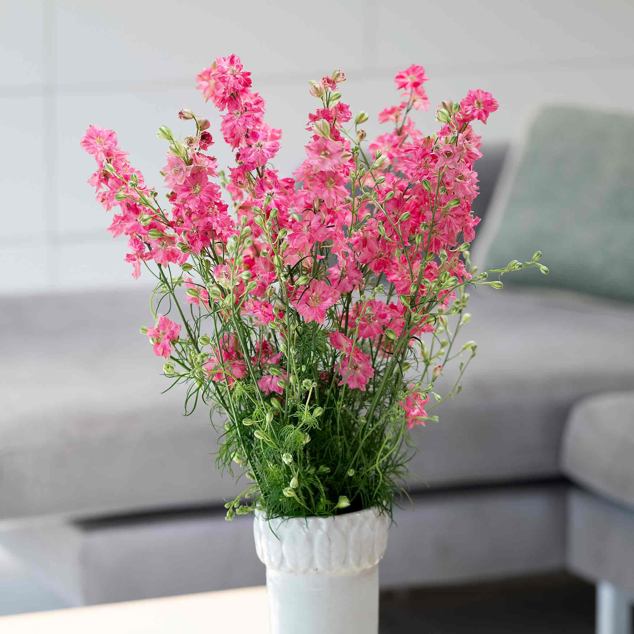 Delphinium Seeds 'King Scarlet English Rose' - Image 3