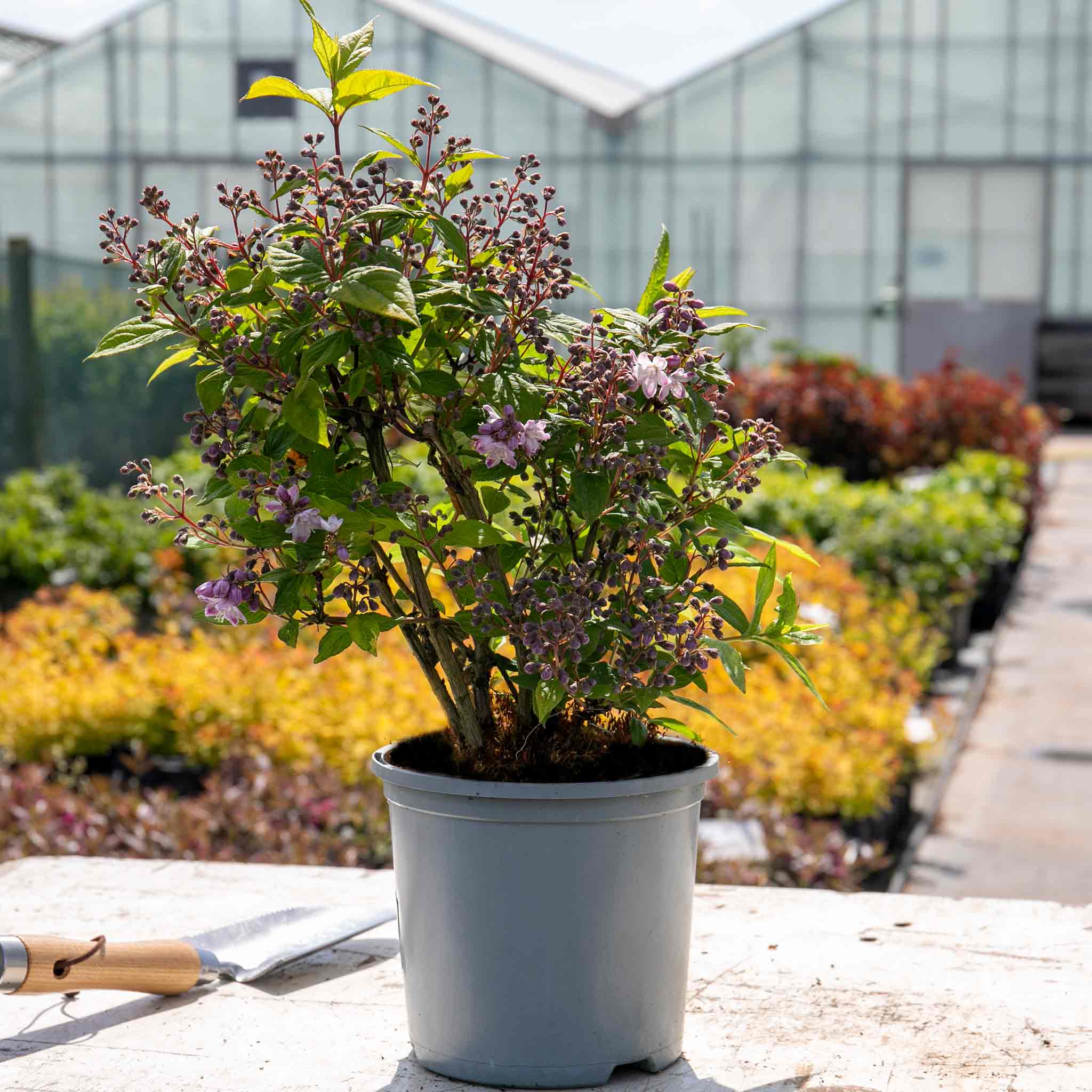 Deutzia 'Raspberry Sundae' - Image 5