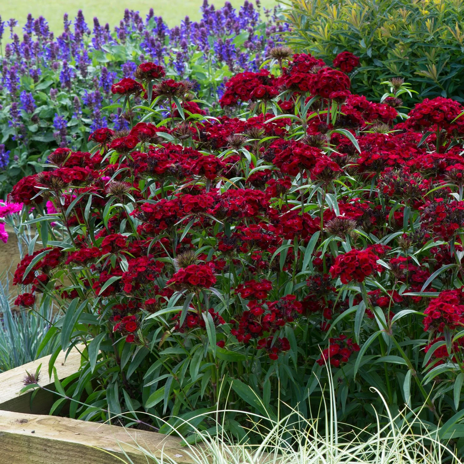 Dianthus 'Dash Crimson' - Image 4