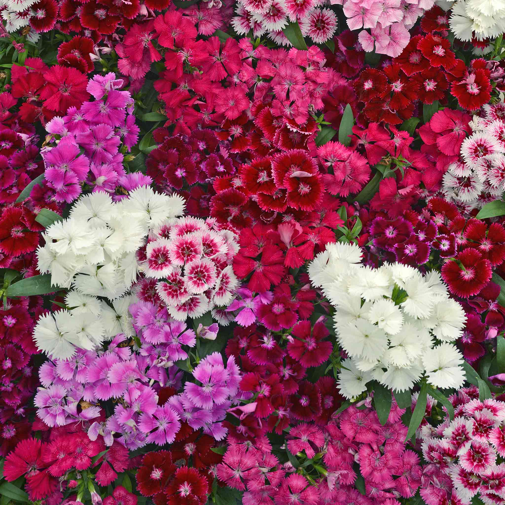 Carnation 'Festival Mix' F1 - Image 3