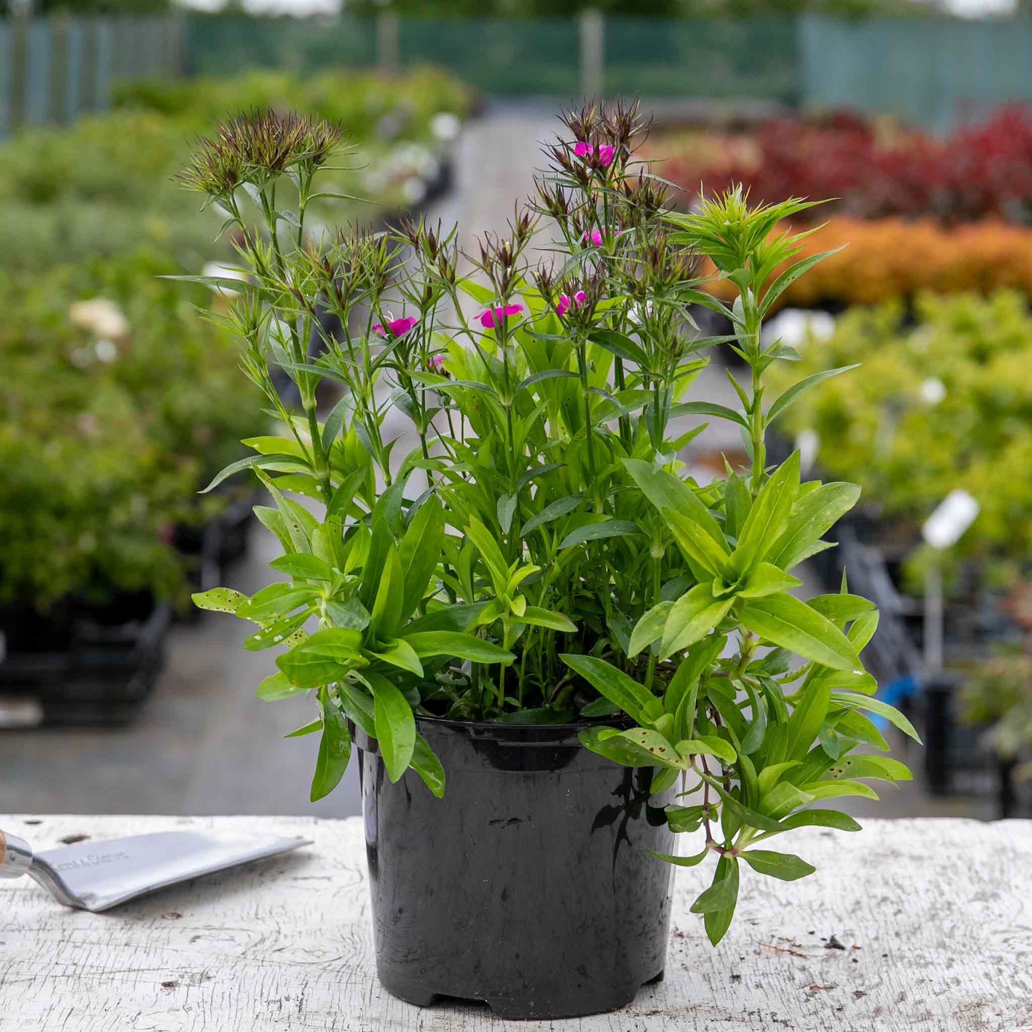 Dianthus 'Dash Magician' - Image 5