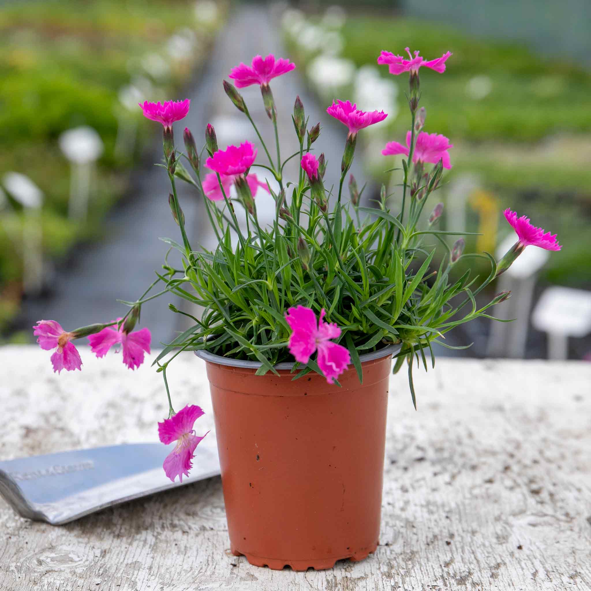 Dianthus 'Kahori' - Image 4
