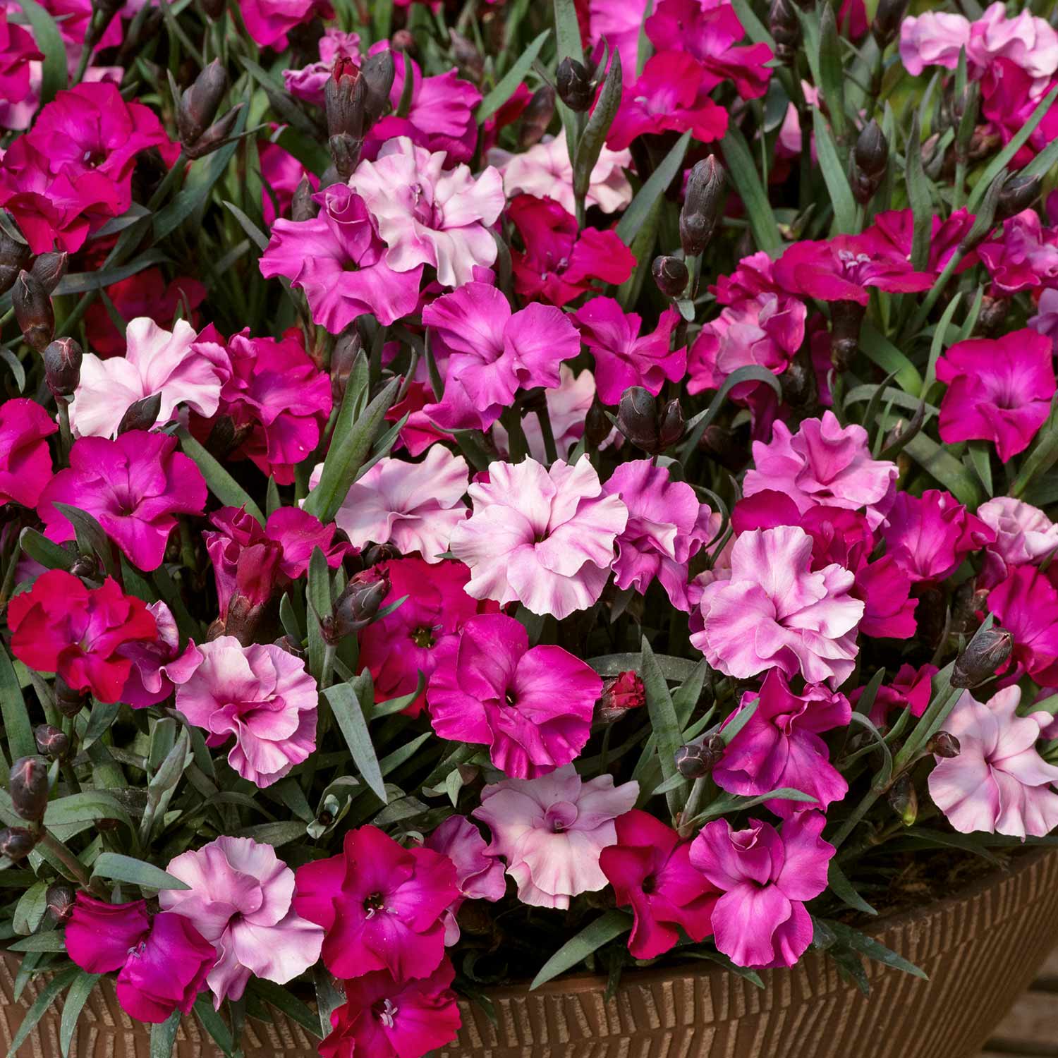 Dianthus 'Scully' - Image 4