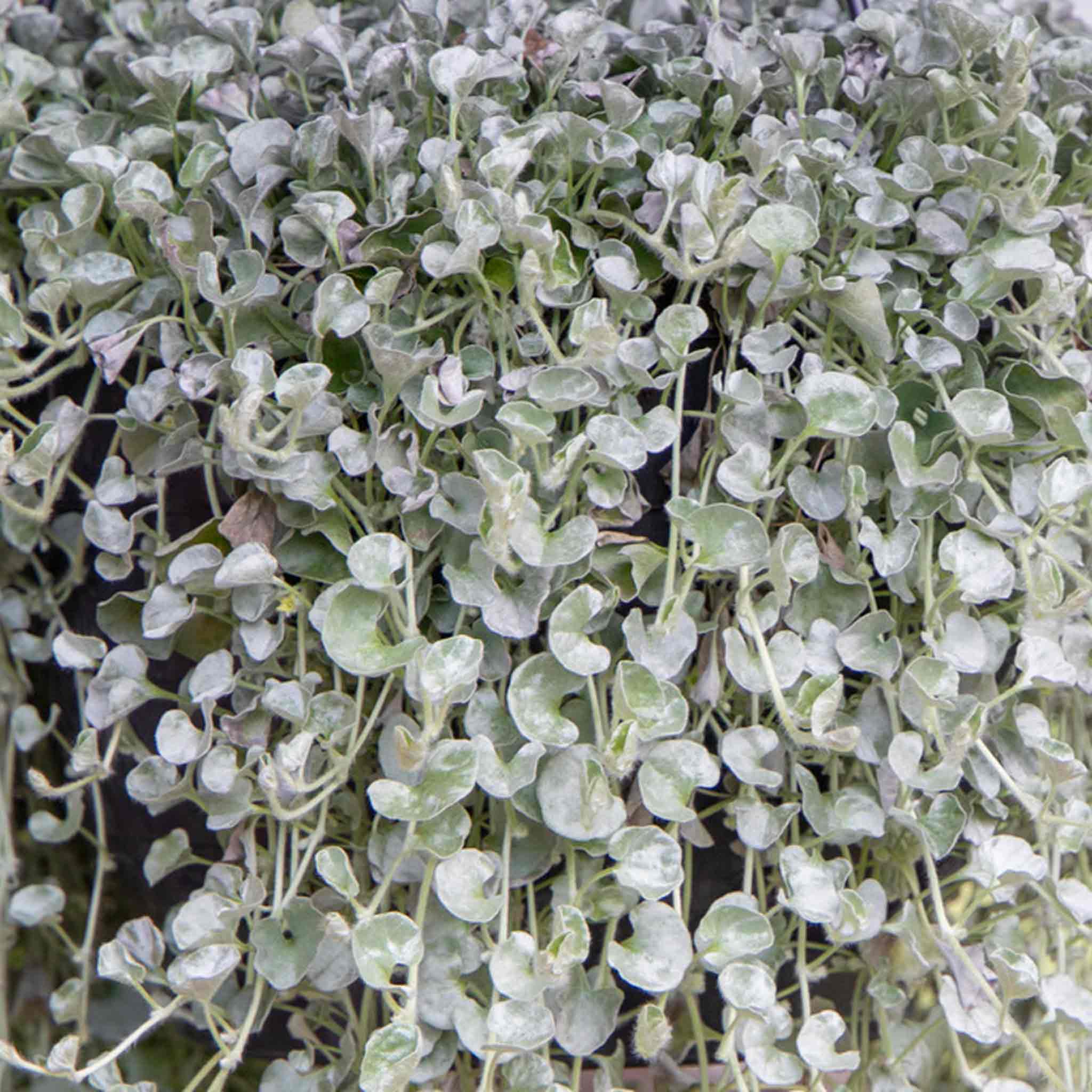 Dichondra Seeds 'Silver Surfer' - Image 2
