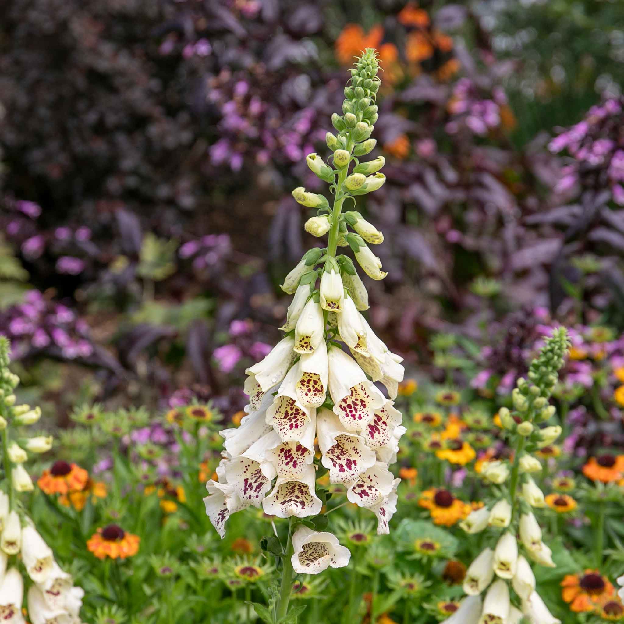 Digitalis 'Dalmatian Cream' - Image 3