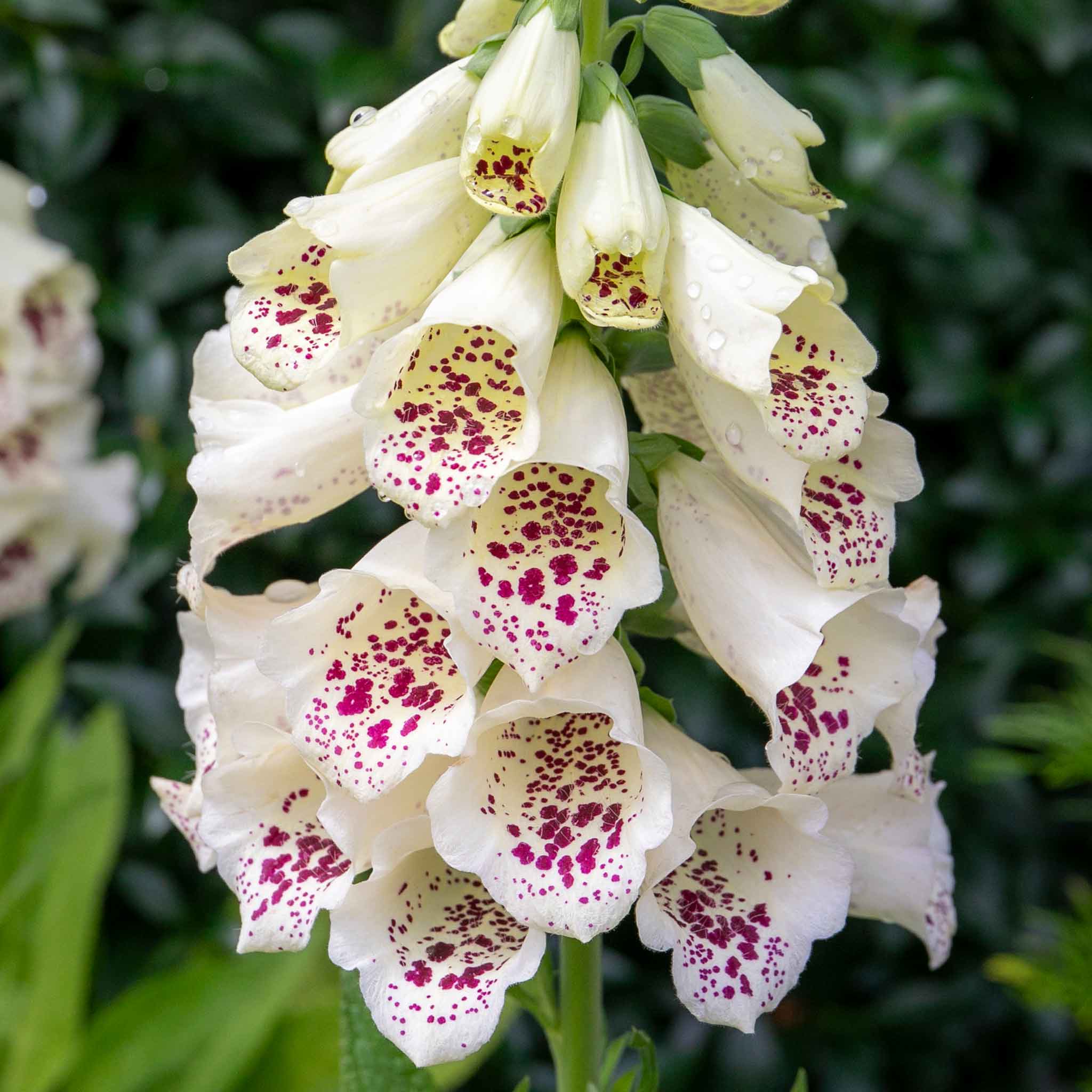 Digitalis 'Dalmatian Mix' - Image 4