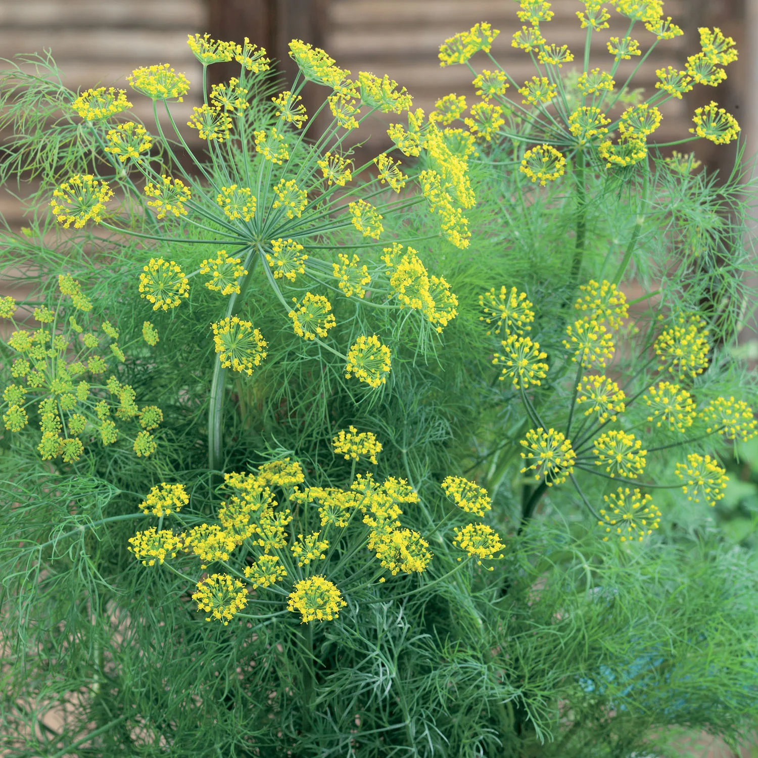 Dill Plant - Image 3
