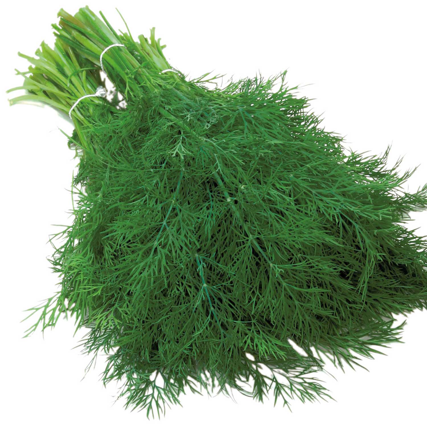 Organic Dill Seeds 'Thalia' - Image 4