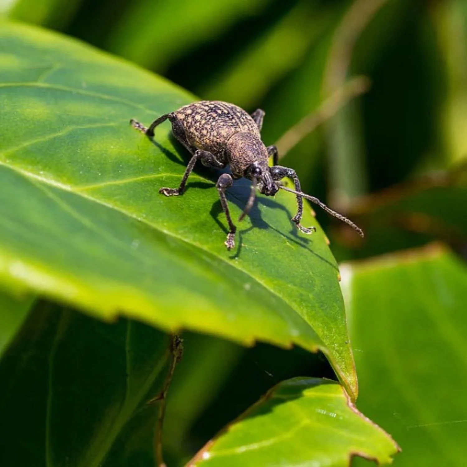DragonFli Vine Weevil Killer 100m2 - Image 3