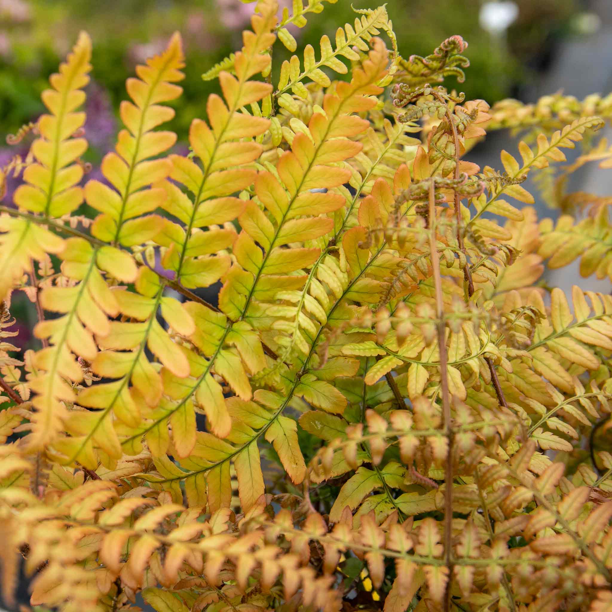 Japanese Shield Fern Plant