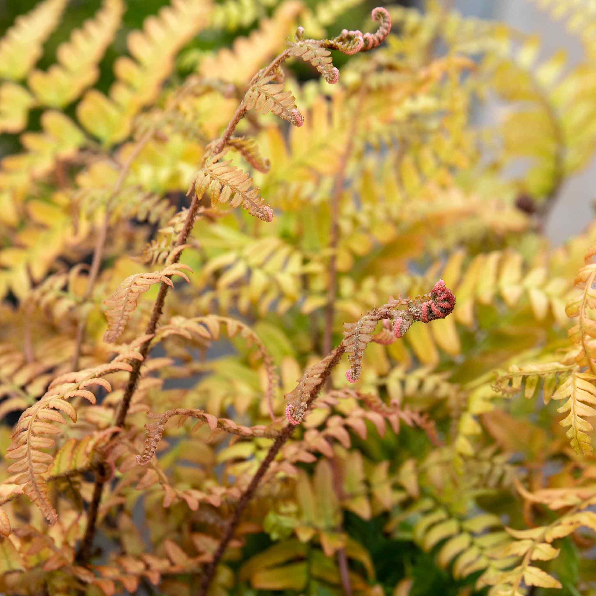 Japanese Shield Fern Plant - Image 2