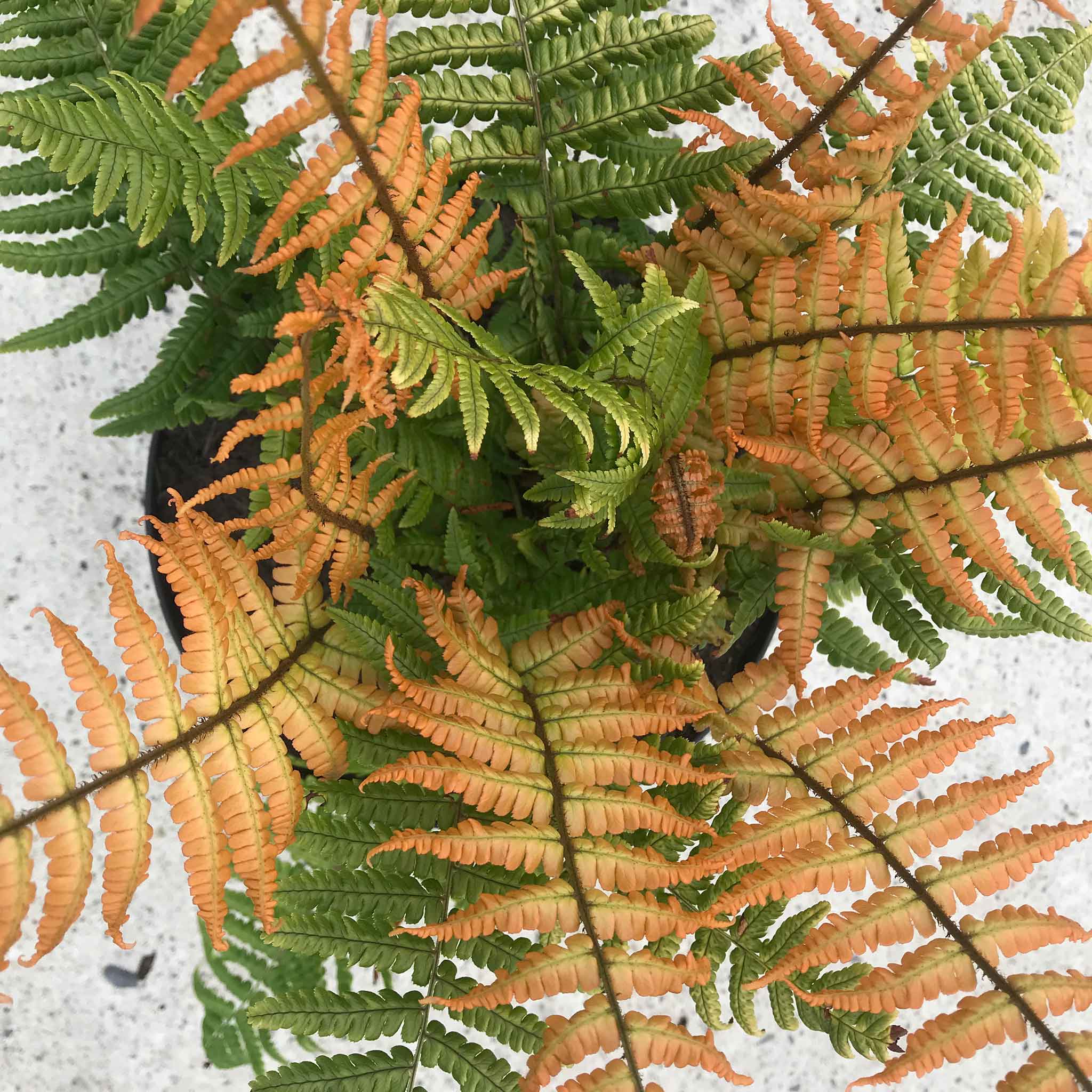 Dryopteris 'Jurassic Gold' - Image 9