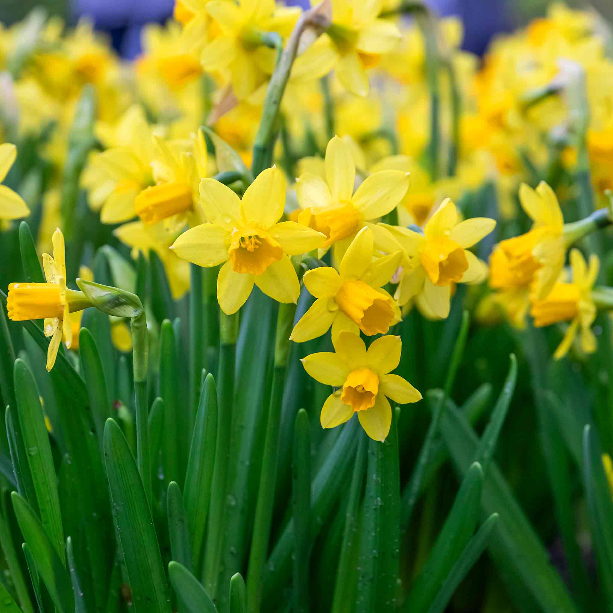 Dwarf Daffodil Bulbs 'Tete a Tete' - Image 4