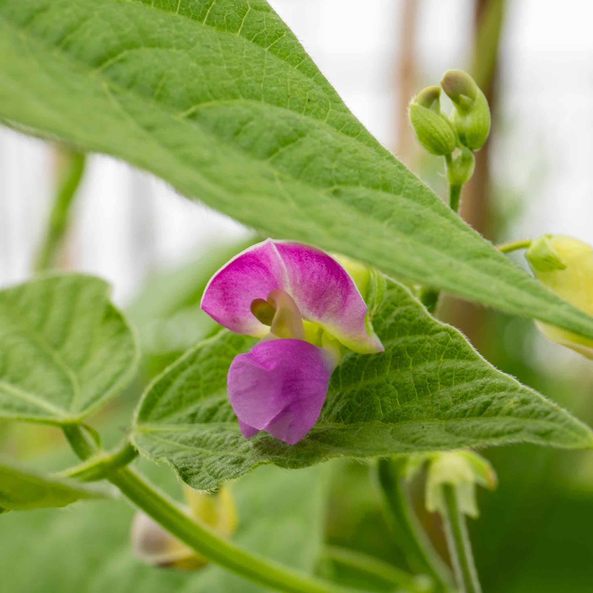 Dwarf French Bean Seeds 'Nautica' - Image 2