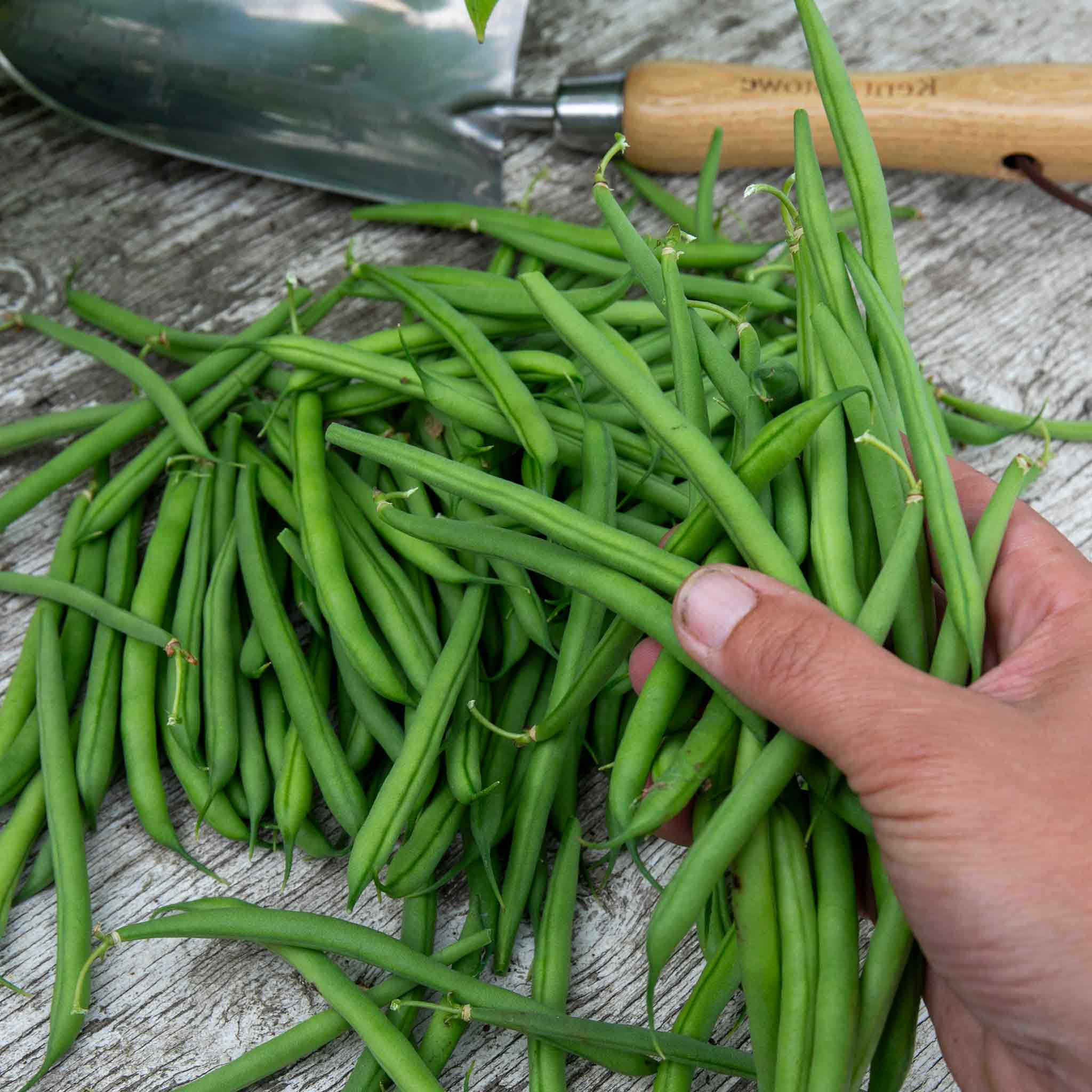 French Bean Dwarf Seeds 'Faraday' - Image 5