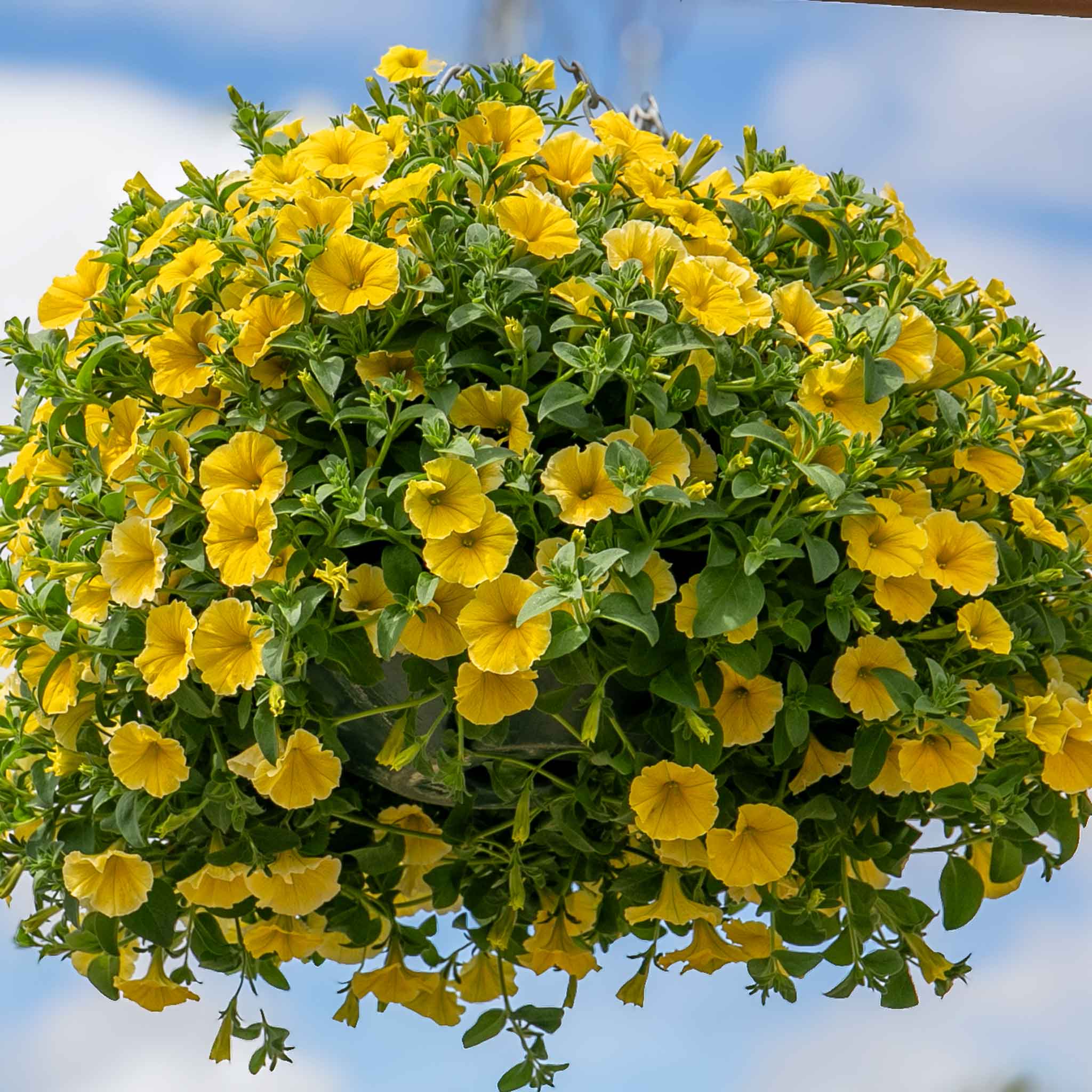 Easy Fill Hanging Basket in Black - Image 3