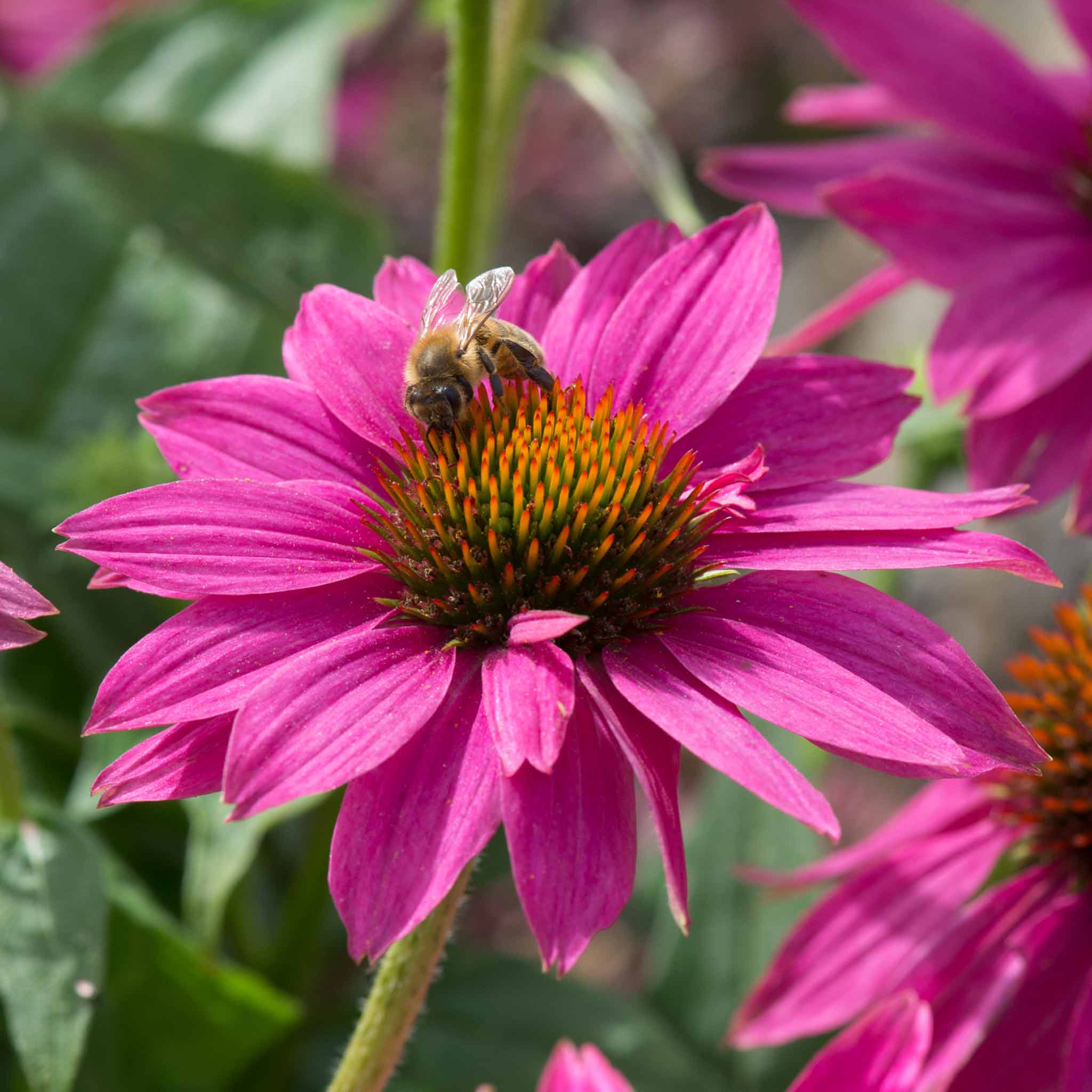 Echinacea 'PowWow Wild Berry' - Image 6
