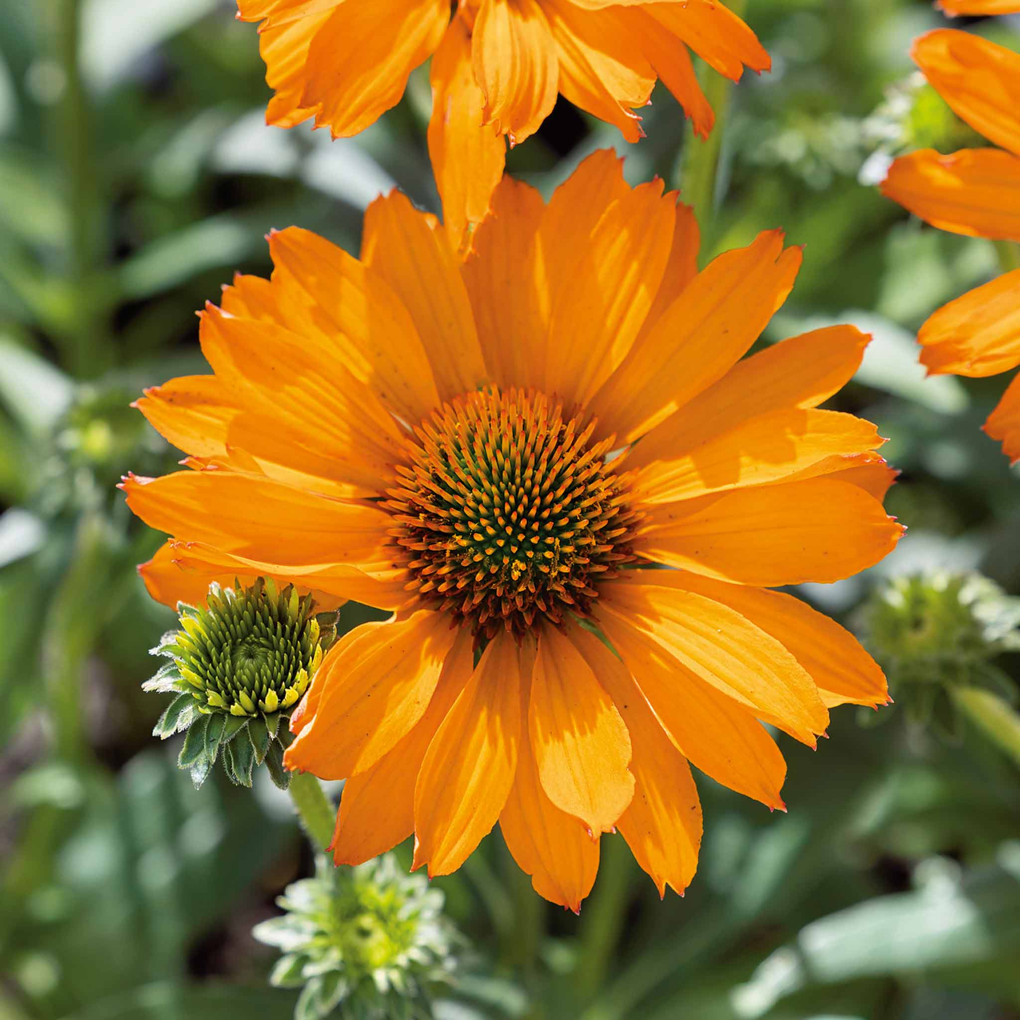 Echinacea 'Prima Saffron' - Image 2