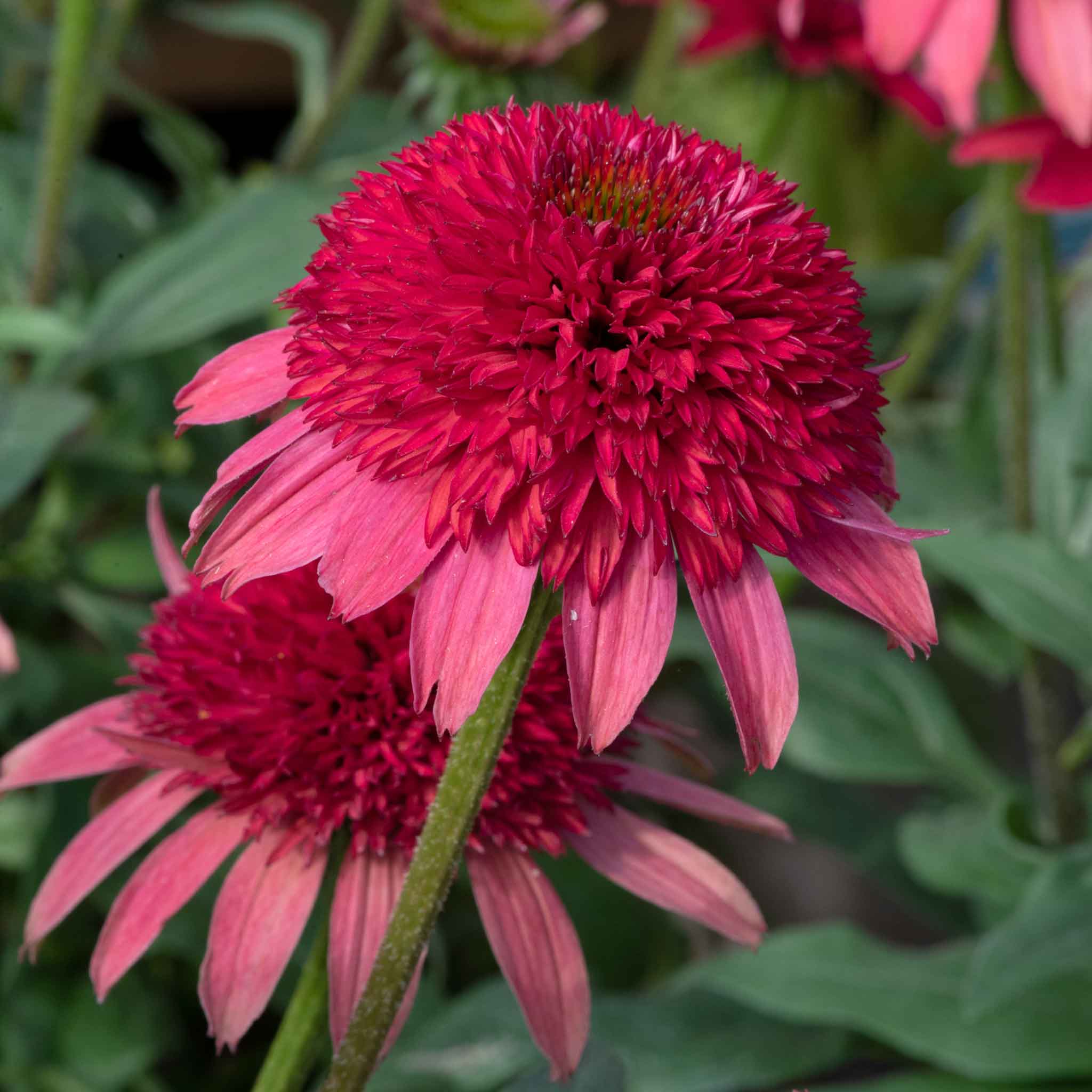 Echinacea 'Sunny Days Ruby' - Image 3