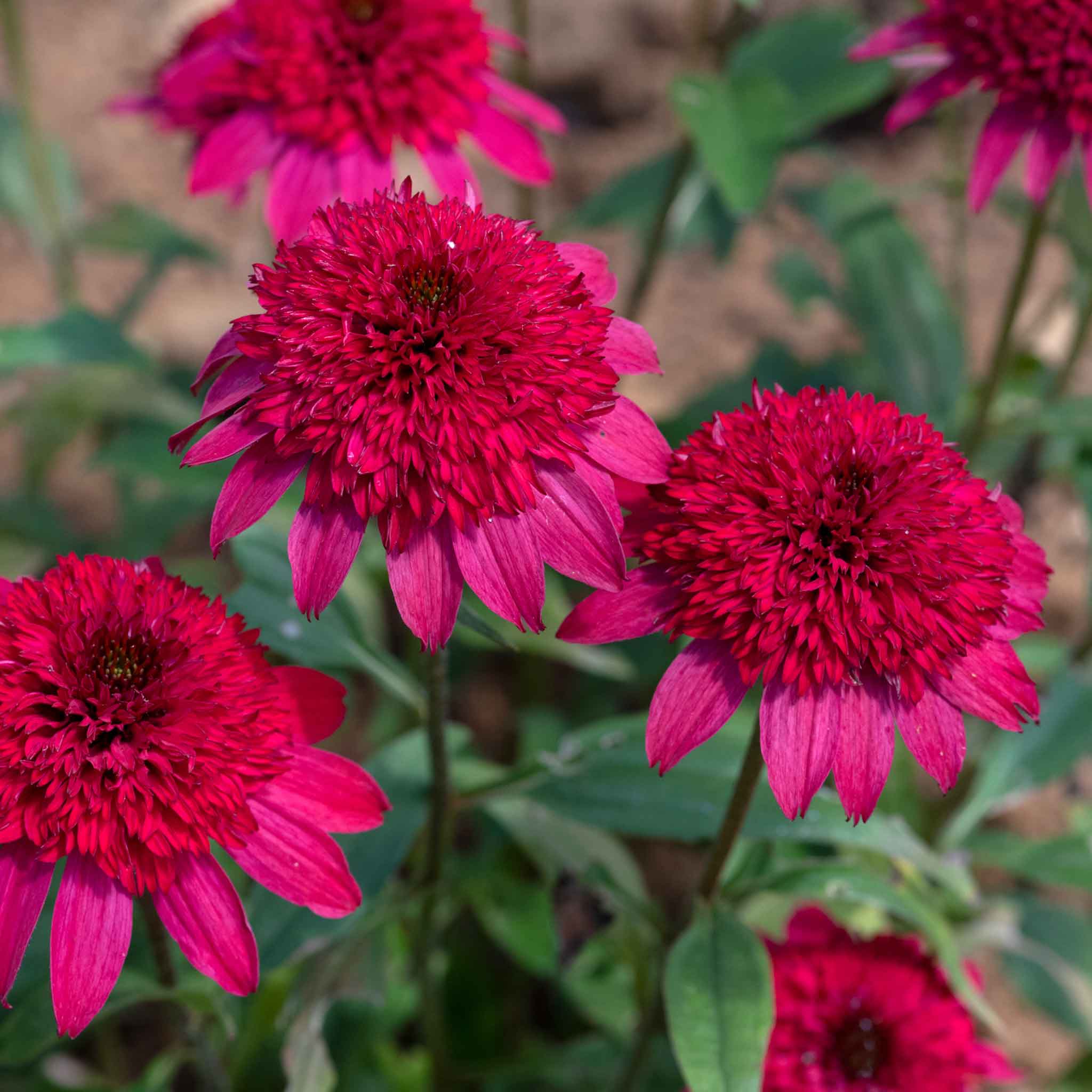 Echinacea 'Sunny Days Ruby' - Image 4