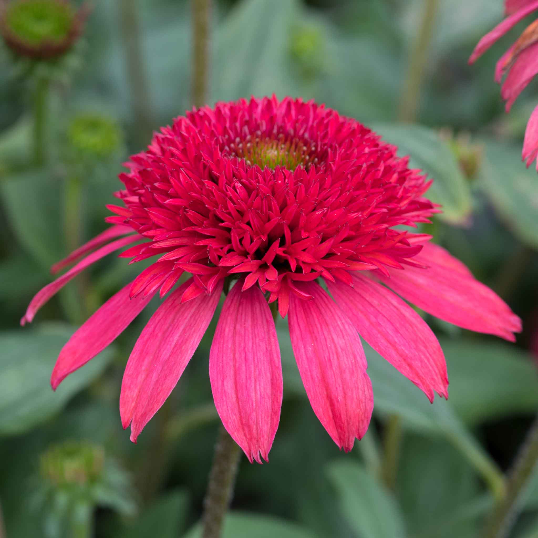 Echinacea 'Sunny Days Ruby' - Image 6