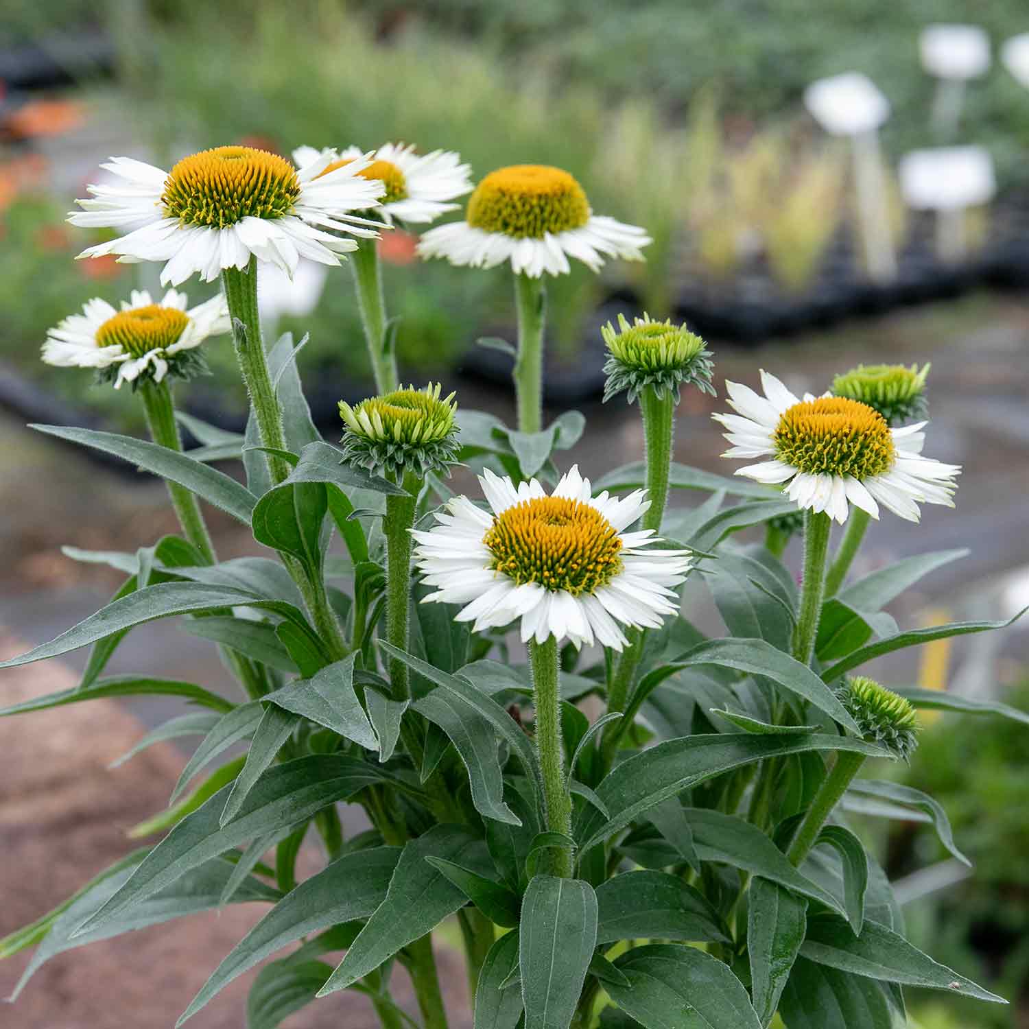 Echinacea 'White Meditation' - Image 3