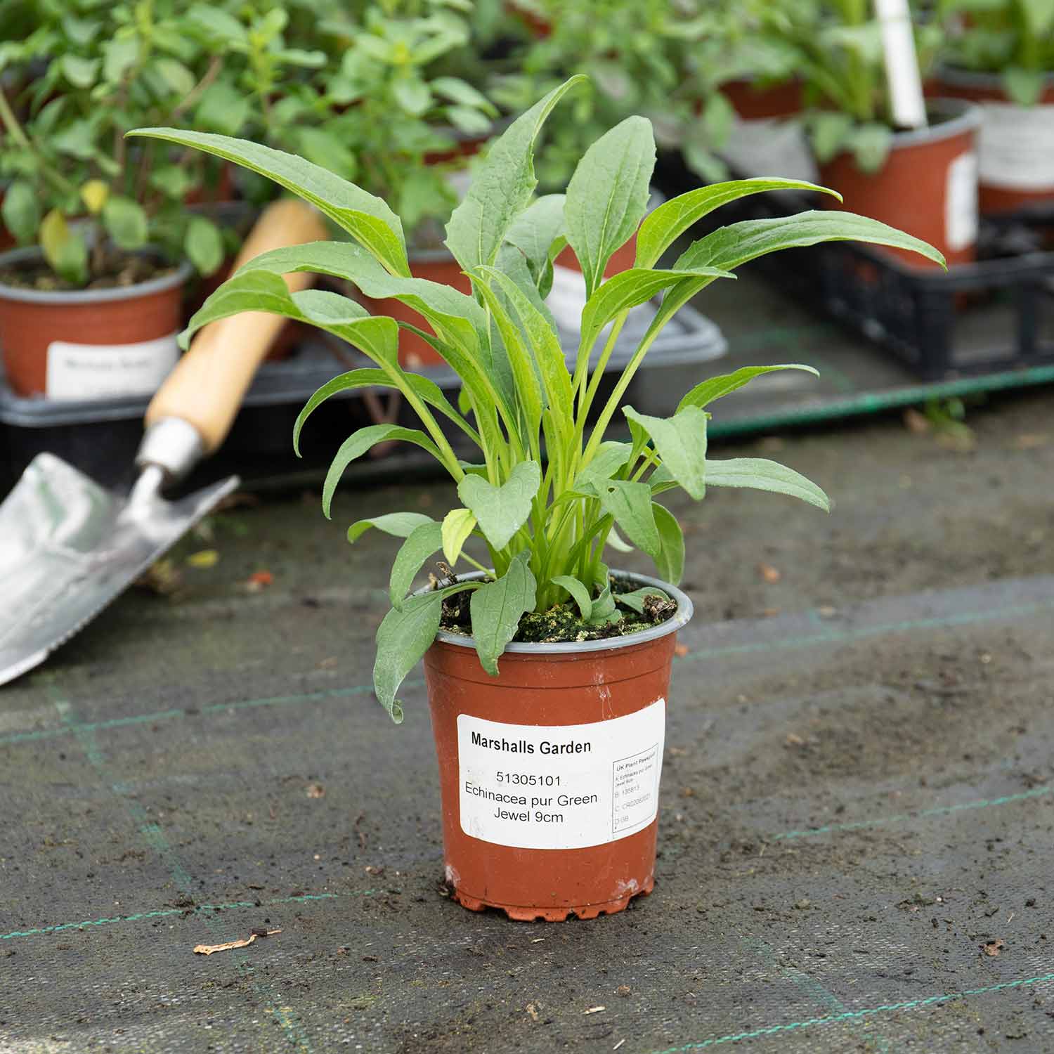 Echinacea 'Pur Green Jewel' - Image 4