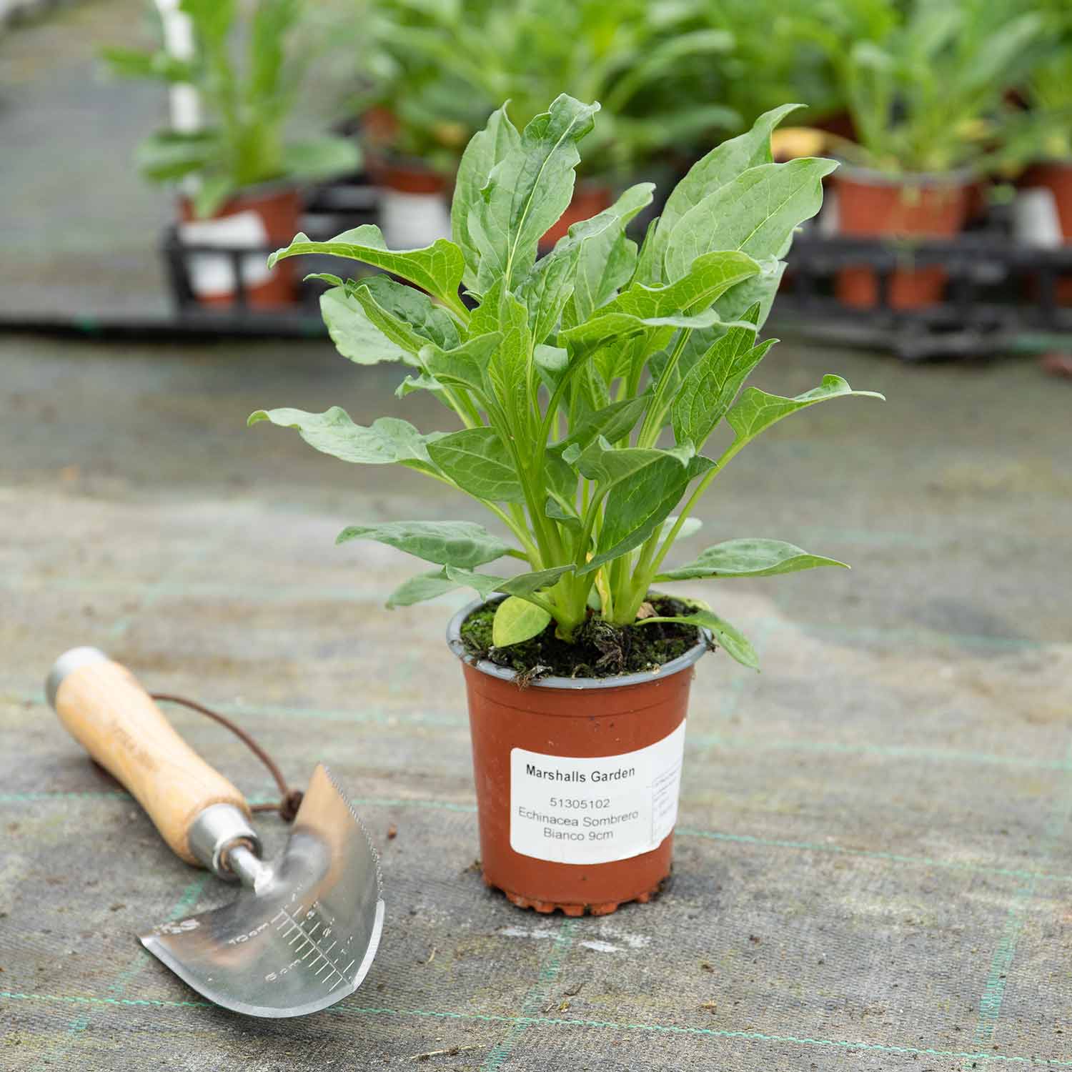 Echinacea 'Sombrero Blanco' - Image 4