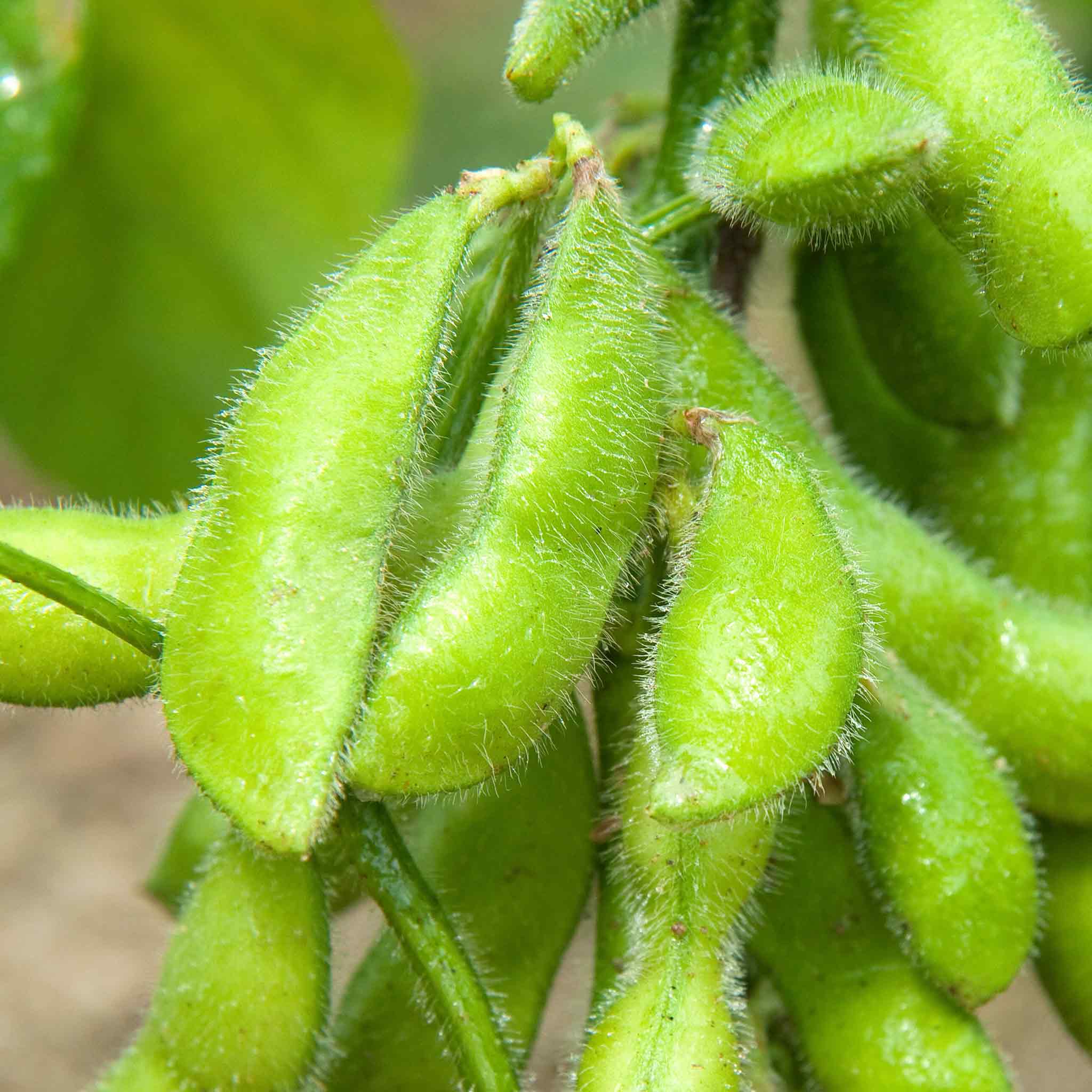 Edamame (Soya) Bean Seeds 'Summer Shell' - Image 4