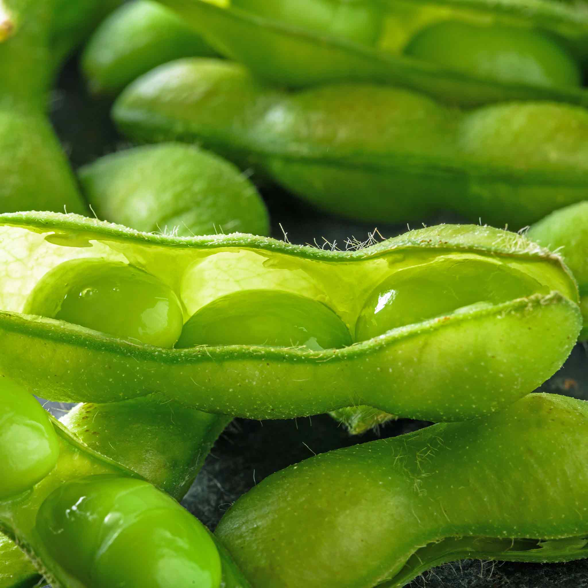 Edamame (Soya) Bean Seeds 'Summer Shell' - Image 5