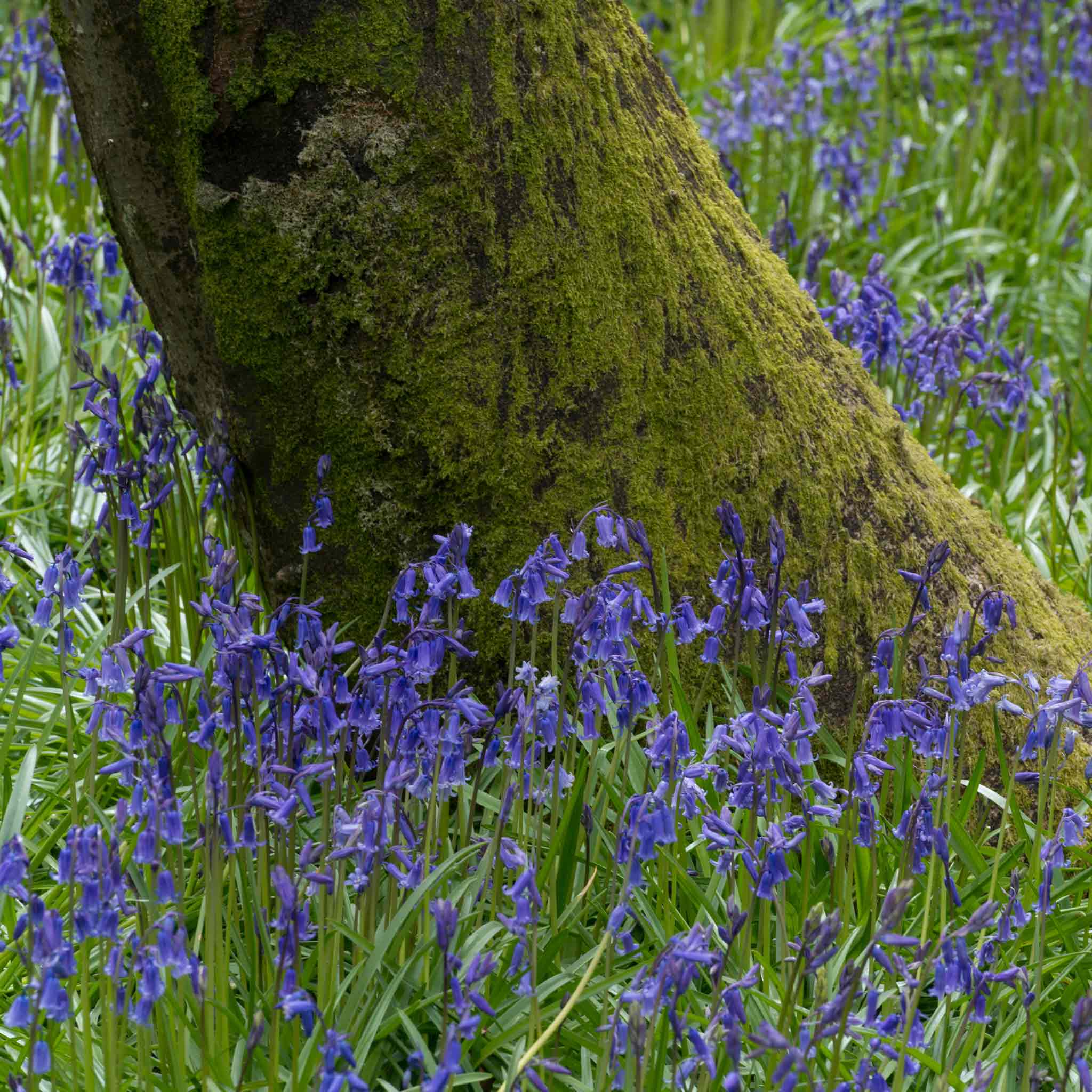 English Bluebell Bulbs - Image 4