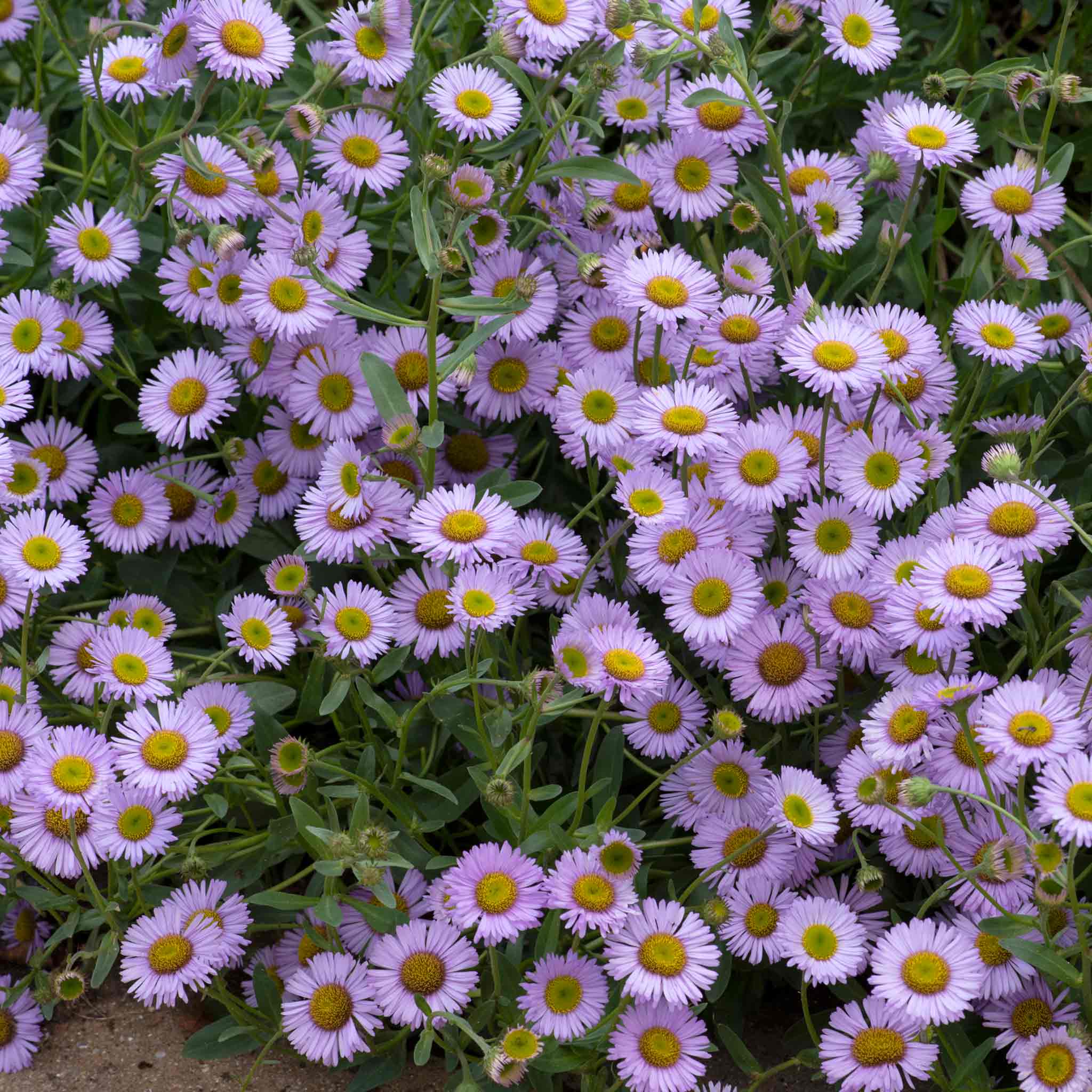 Erigeron 'Wayne Roderick' - Image 4