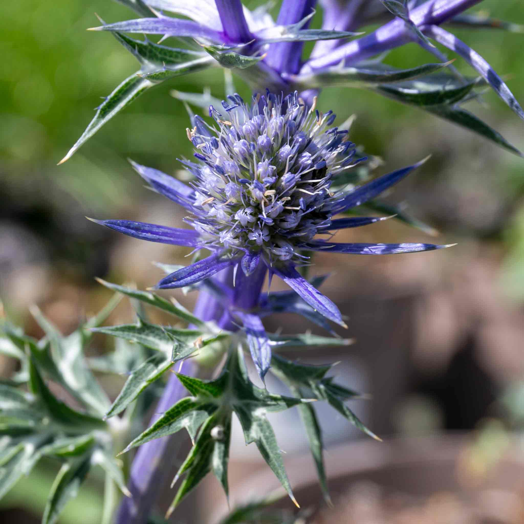 Eryngium 'Picos Amethyst' - Image 3
