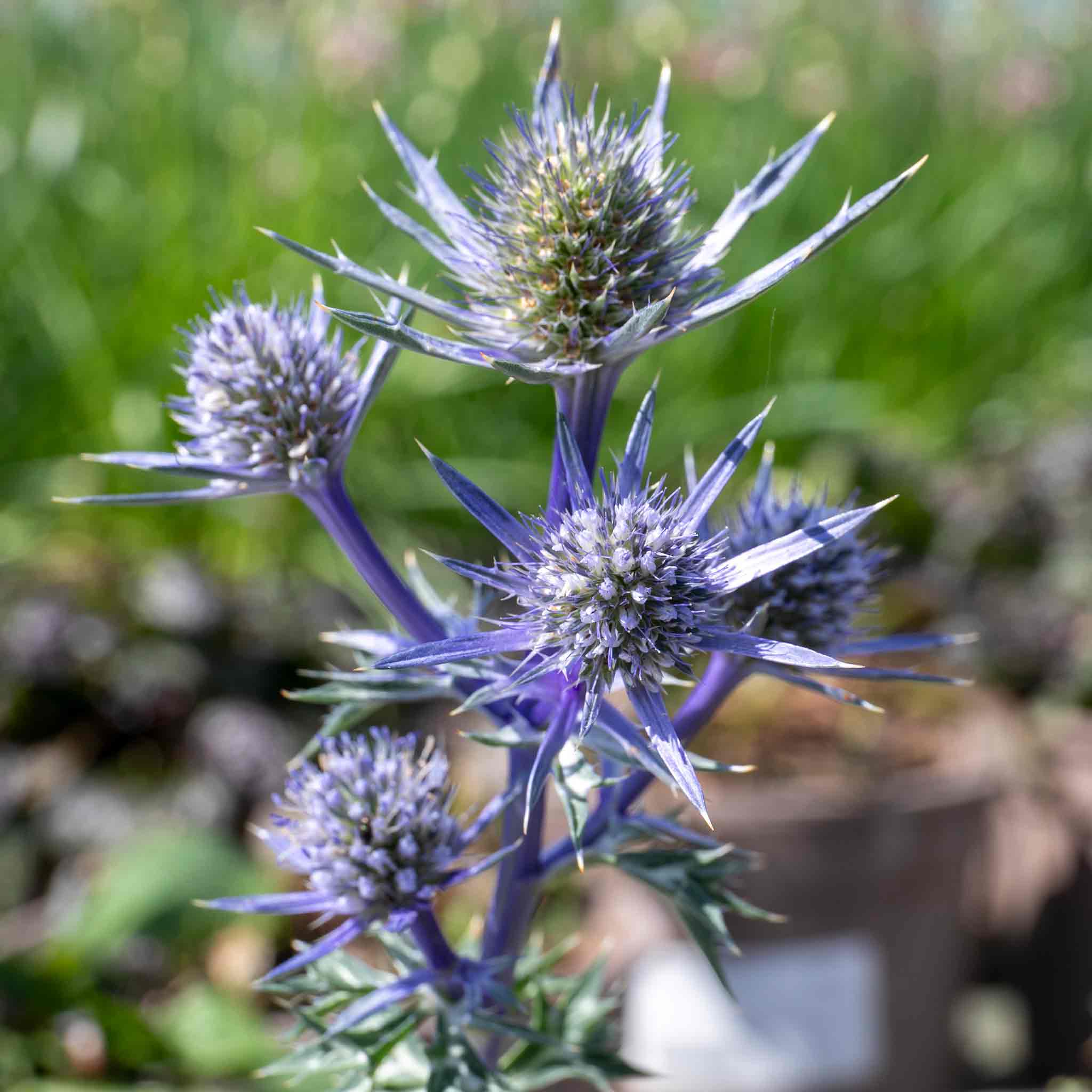 Eryngium 'Picos Amethyst' - Image 4