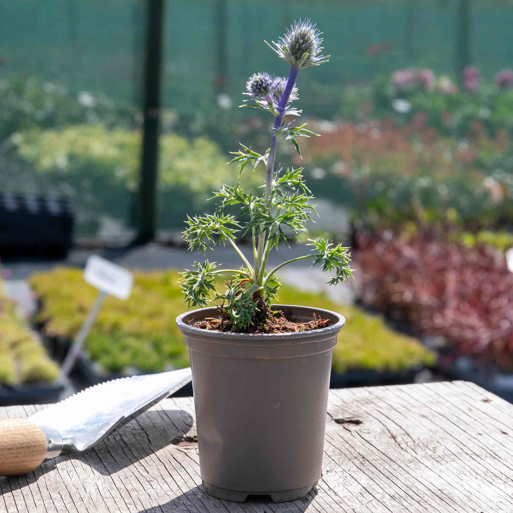 Eryngium 'Picos Amethyst' - Image 5