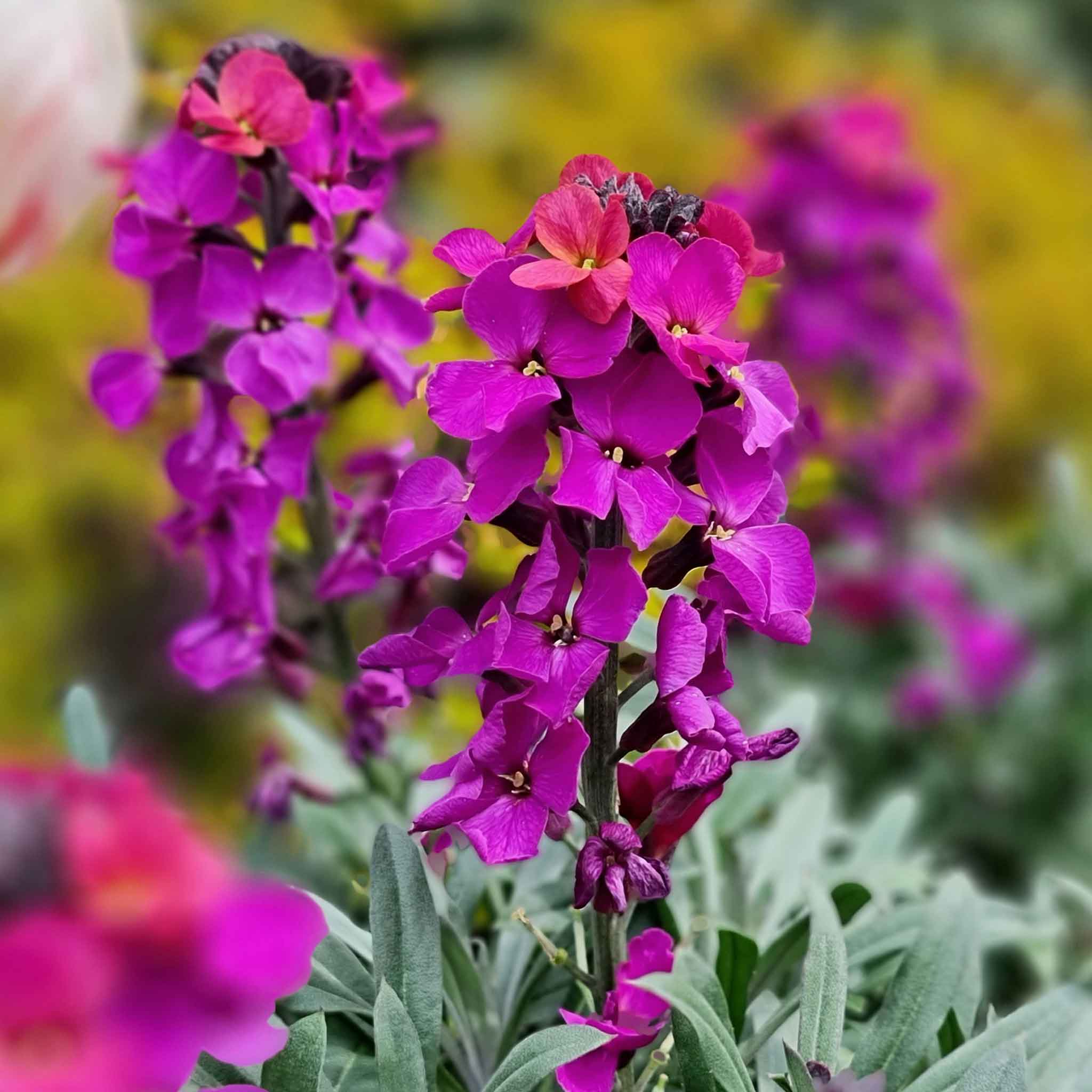 Erysimum 'Colour Vibe Purple' - Image 6